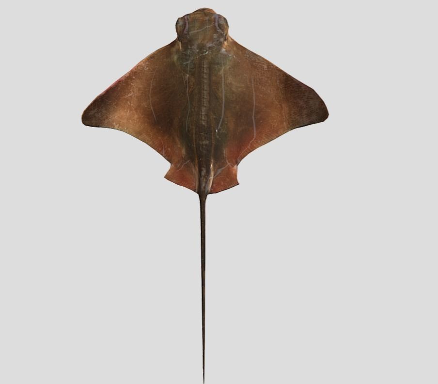 Eagle Ray Realistic Animated Low-poly 3D model_2