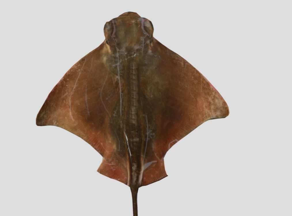 Eagle Ray Realistic Animated Low-poly 3D model_7