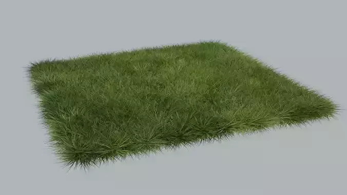 Grass