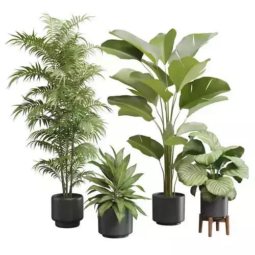 Indoor Plants Pack 54