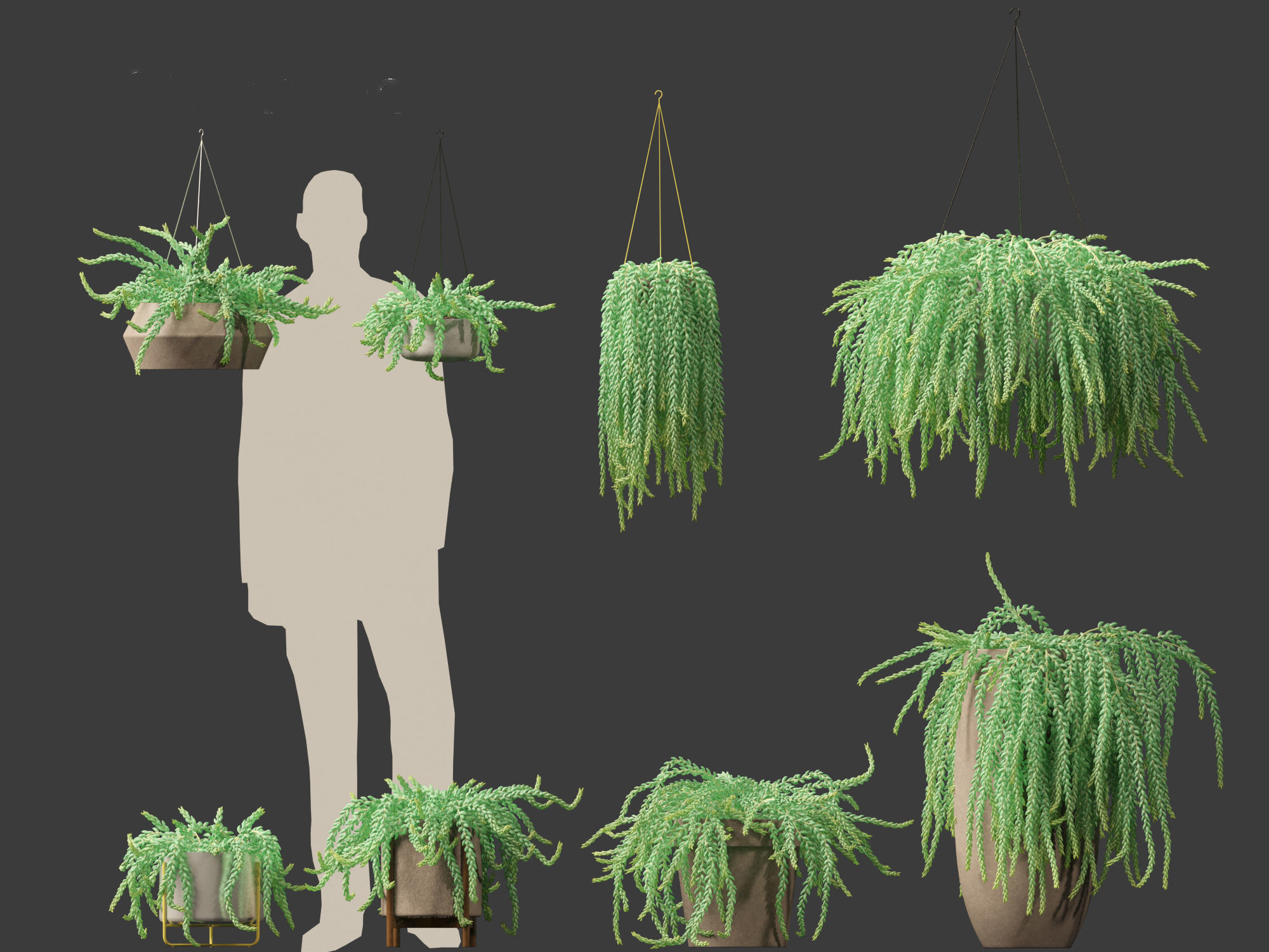 Sedum Morganianum - Burros Tail 3D model_1