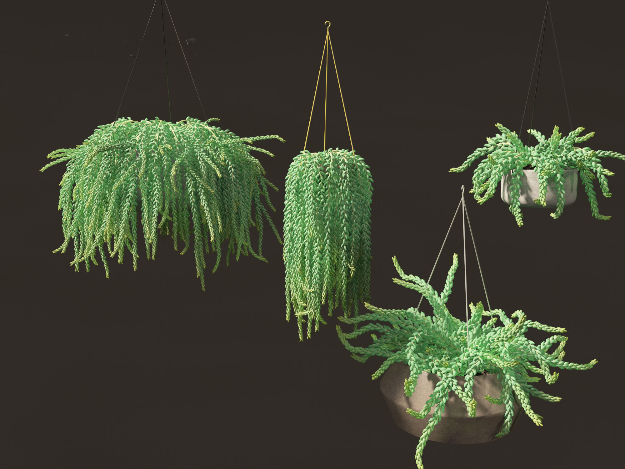 Sedum Morganianum - Burros Tail 3D model_4