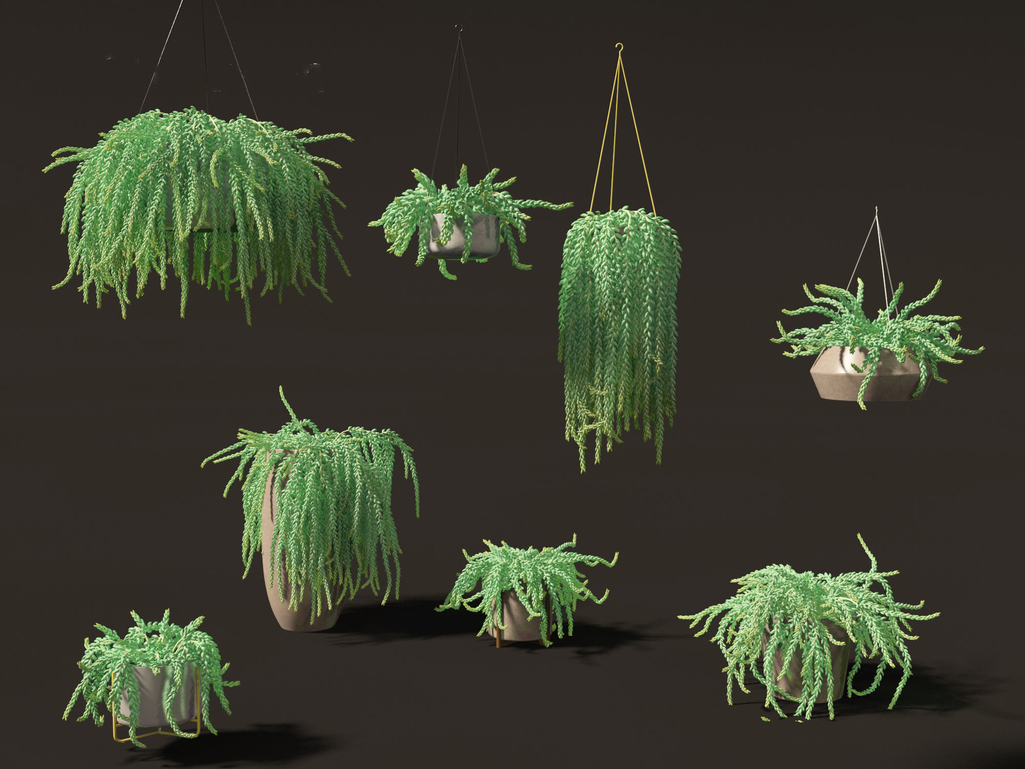 Sedum Morganianum - Burros Tail 3D model_2