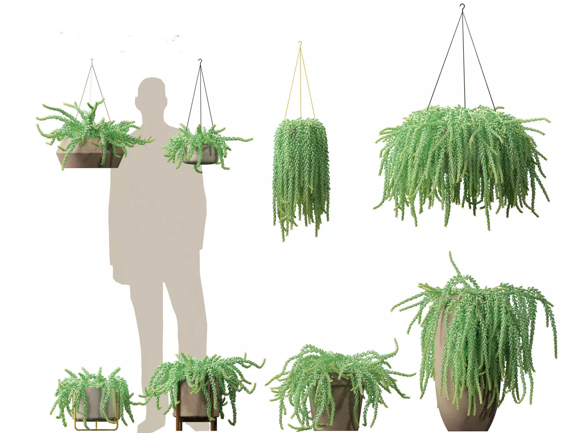 Sedum Morganianum - Burros Tail 3D model_0