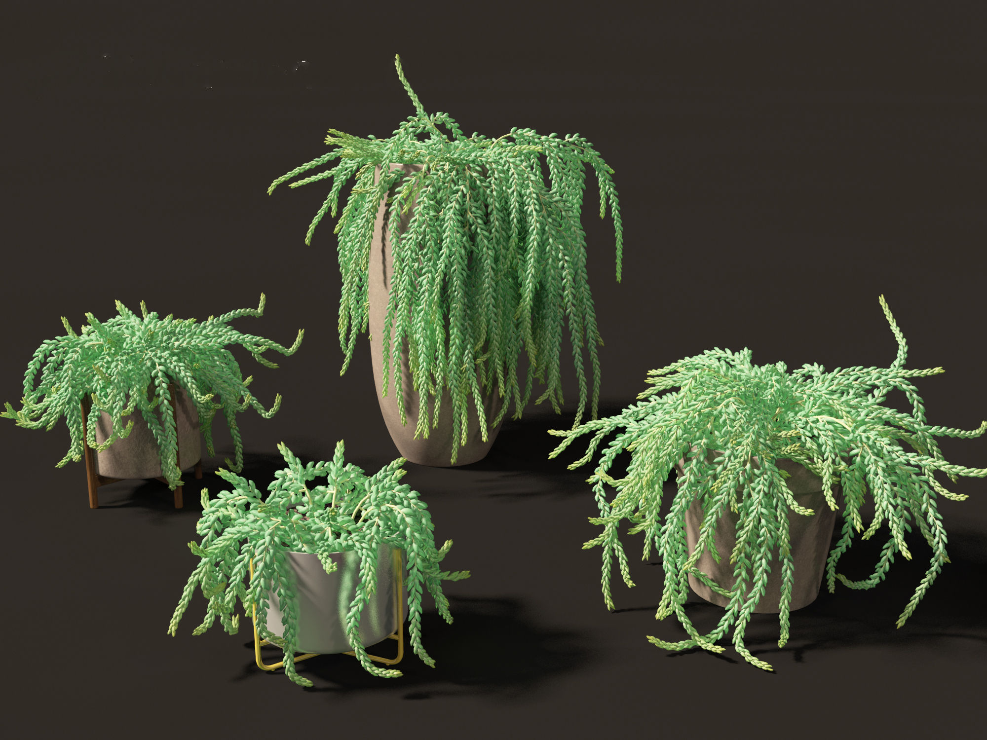 Sedum Morganianum - Burros Tail 3D model_3
