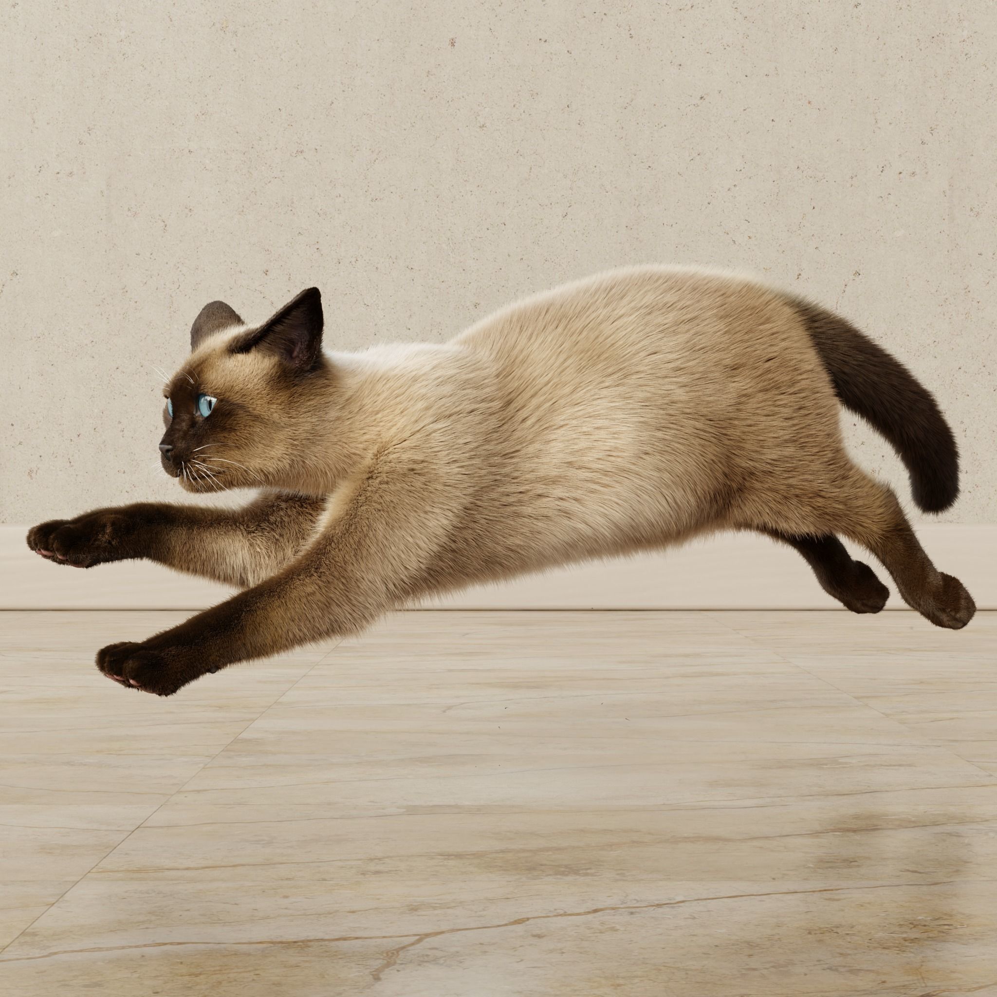 Cat Siamese Rigged Animated 3D model_17
