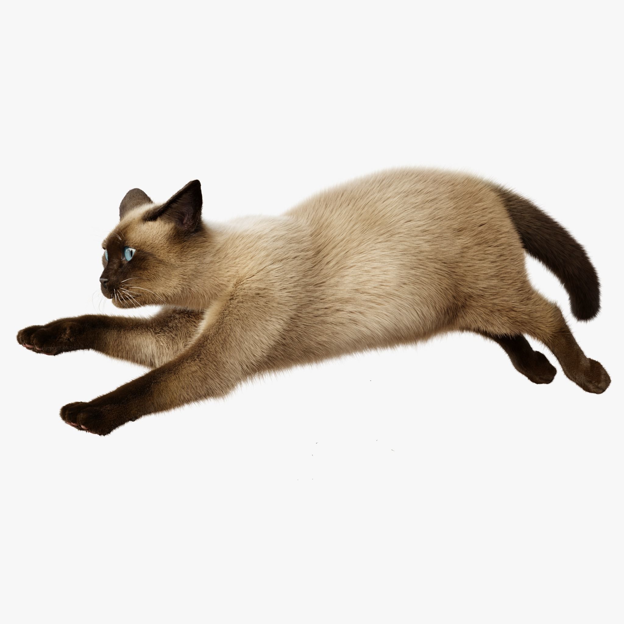 Cat Siamese Rigged Animated 3D model_8