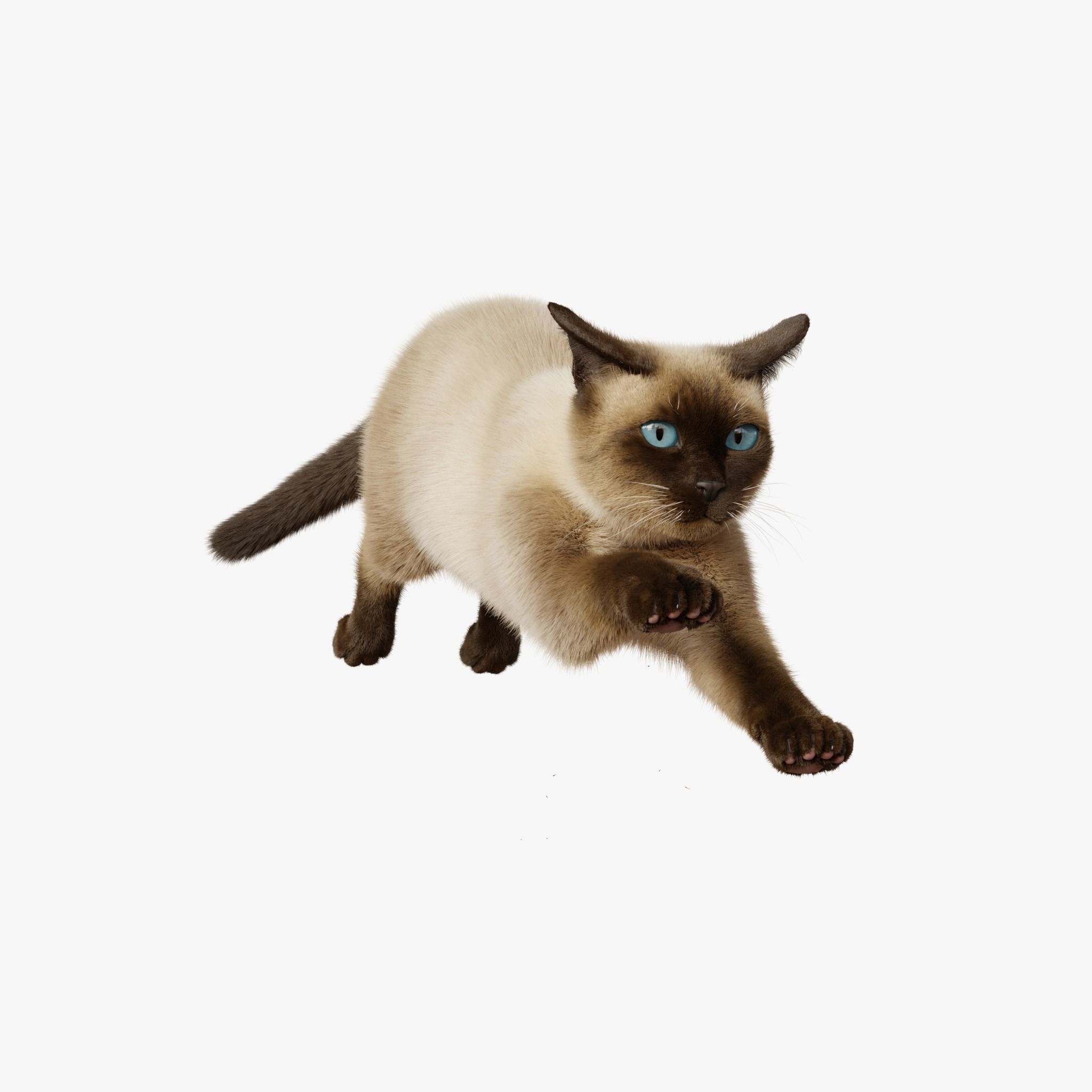 Cat Siamese Rigged Animated 3D model_9