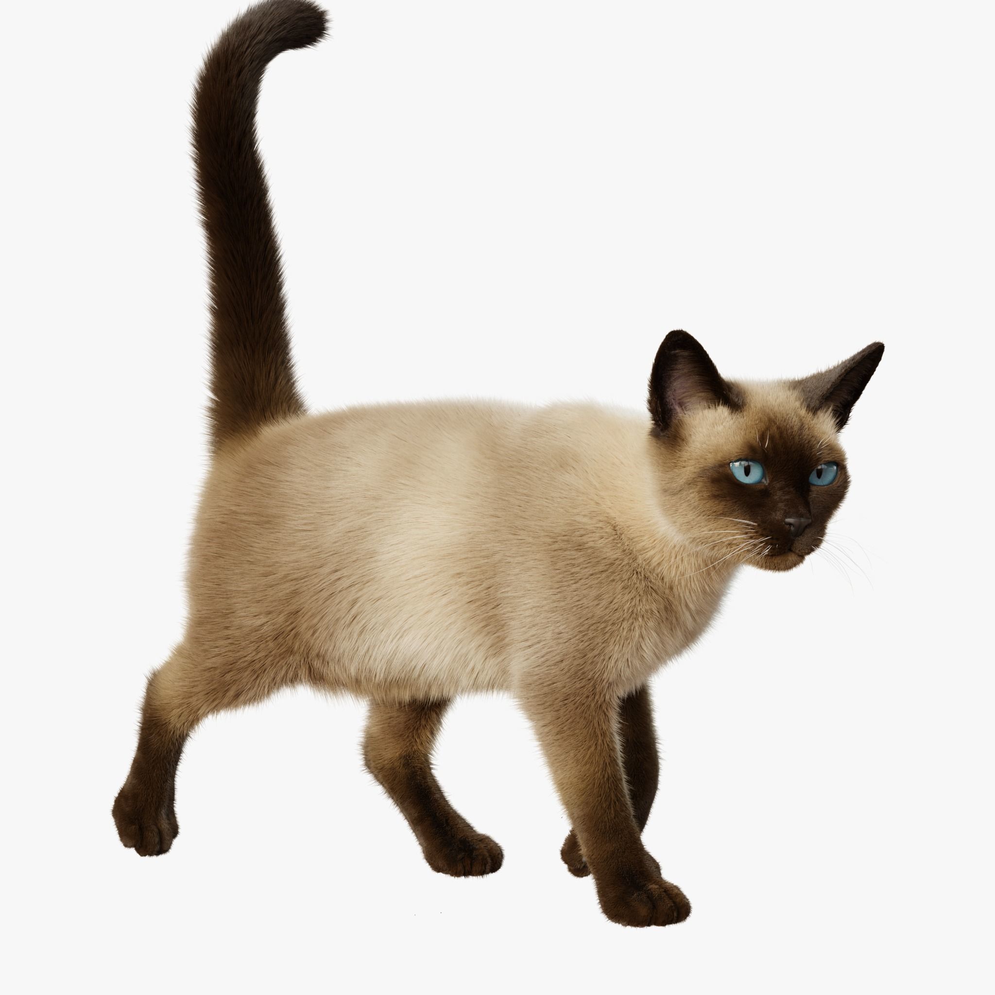 Cat Siamese Rigged Animated 3D model_5