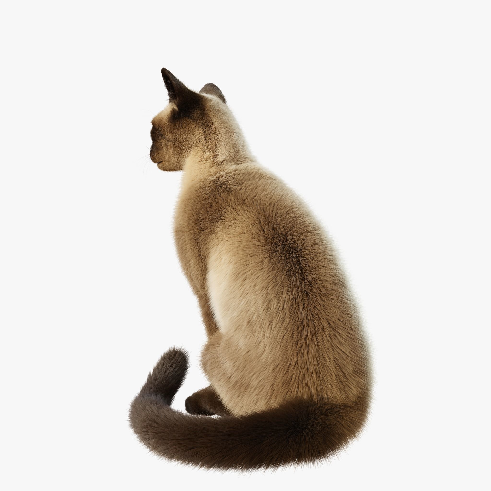 Cat Siamese Rigged Animated 3D model_3
