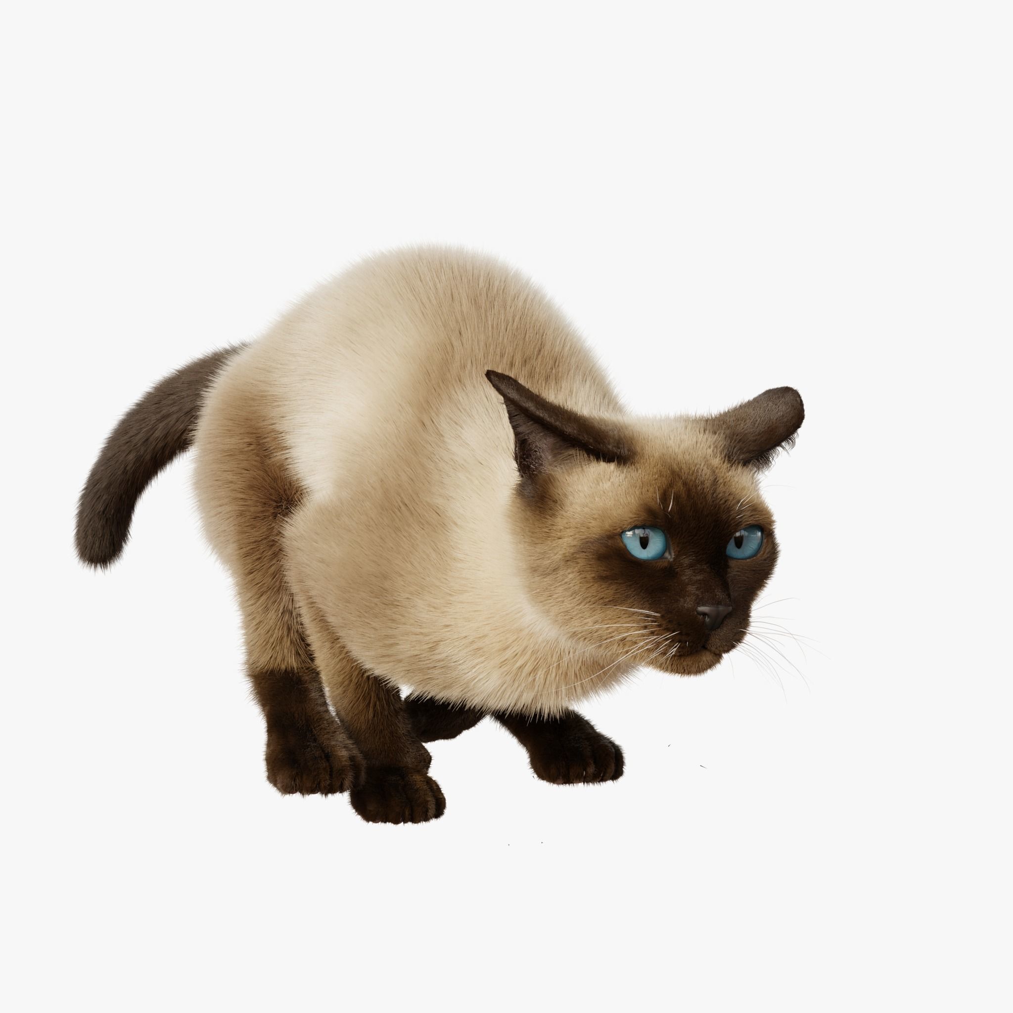 Cat Siamese Rigged Animated 3D model_7