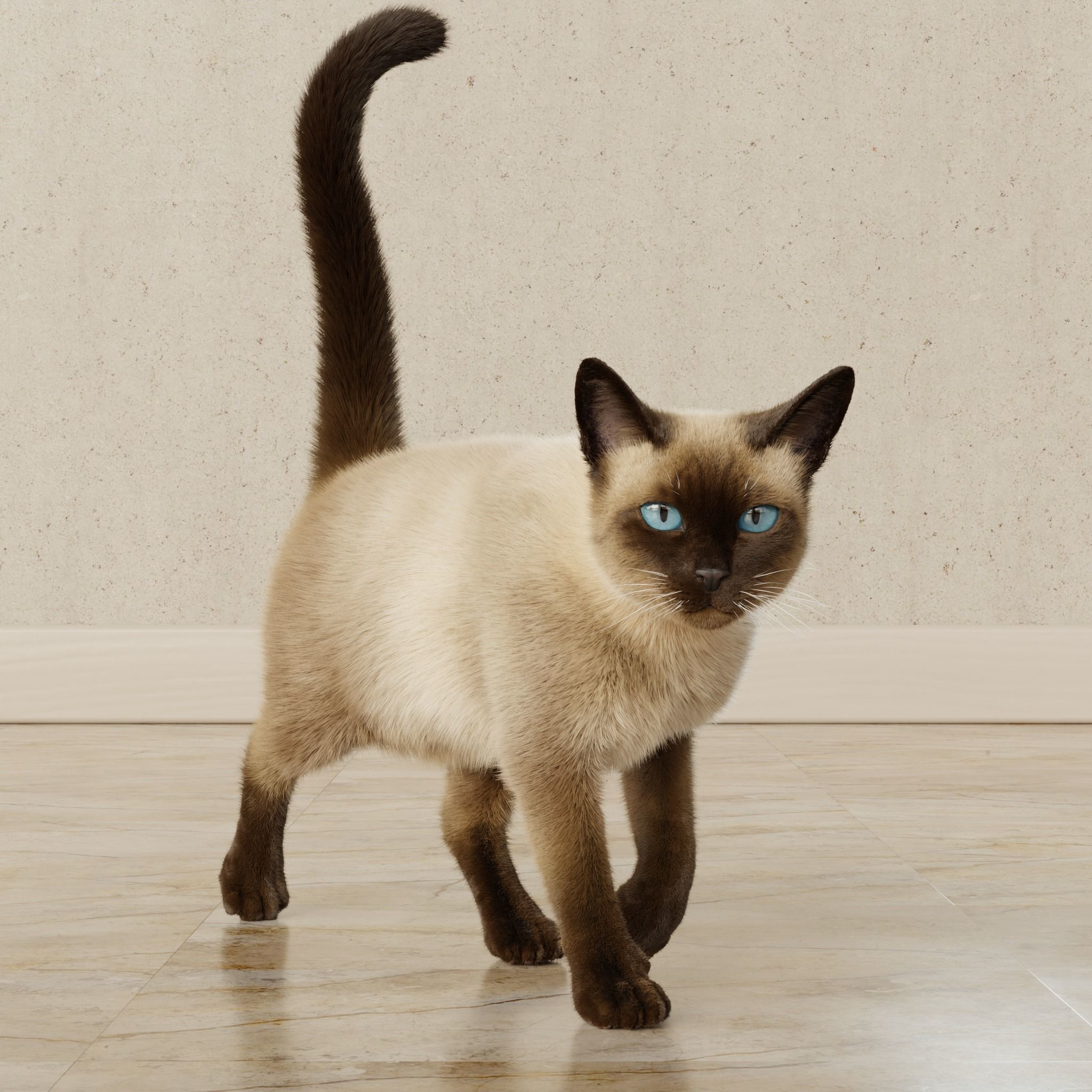 Cat Siamese Rigged Animated 3D model_13