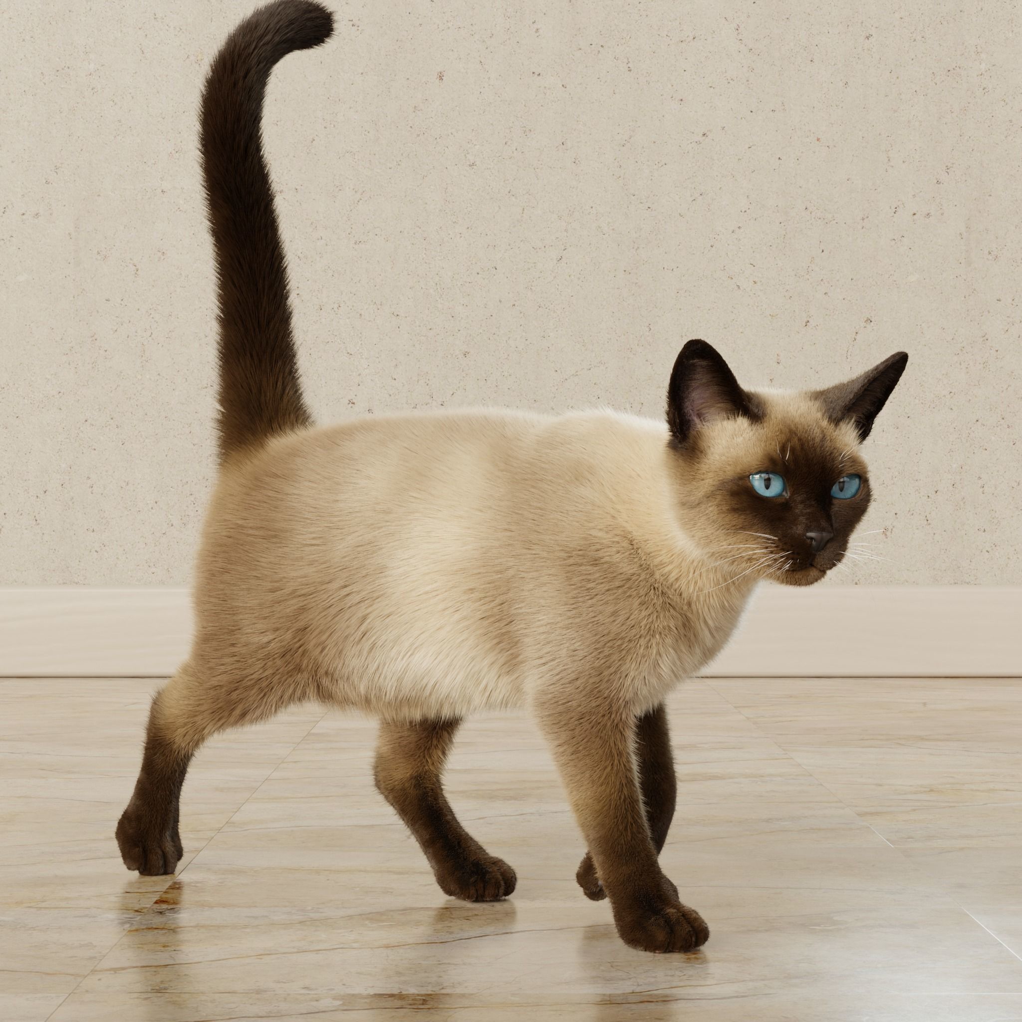 Cat Siamese Rigged Animated 3D model_14