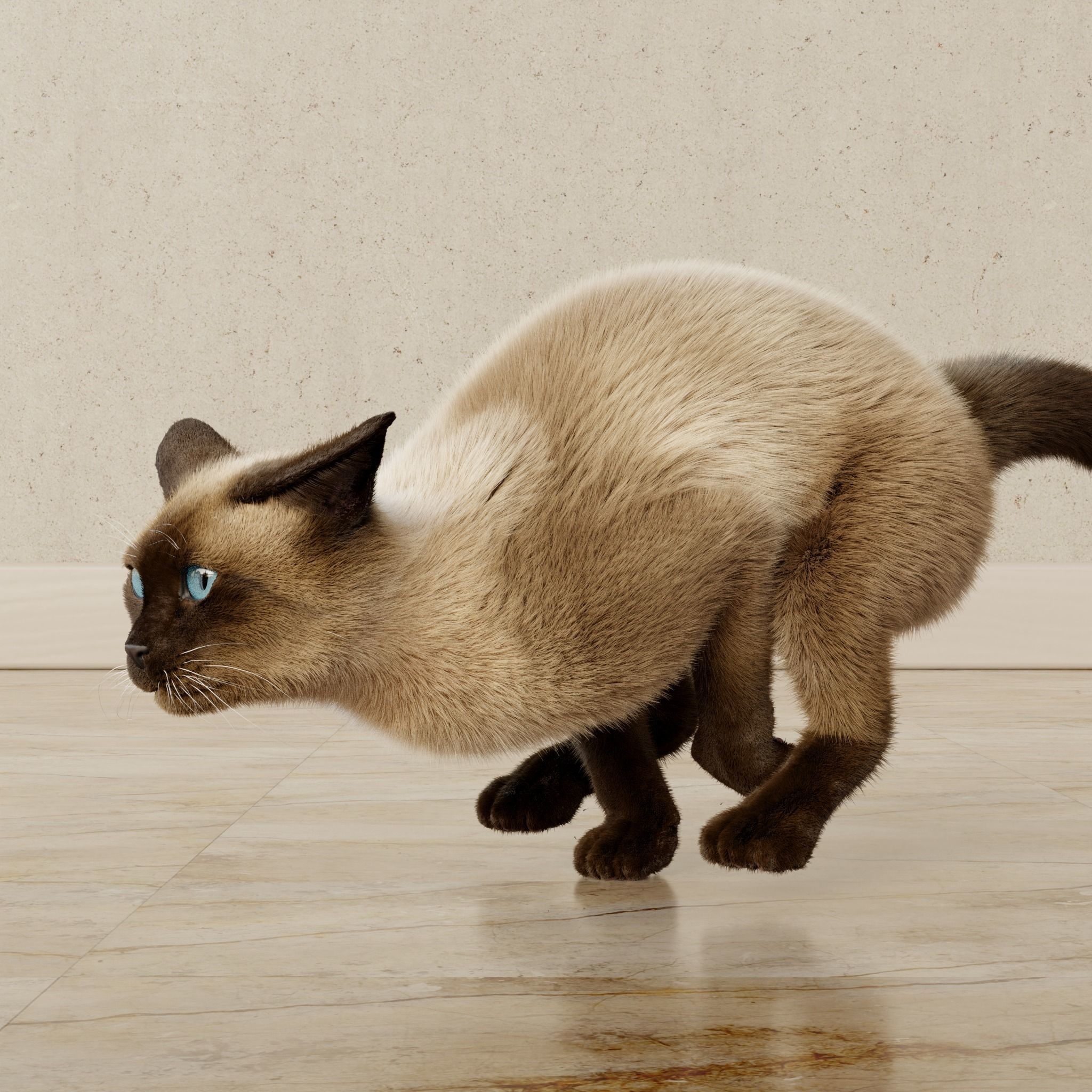 Cat Siamese Rigged Animated 3D model_15
