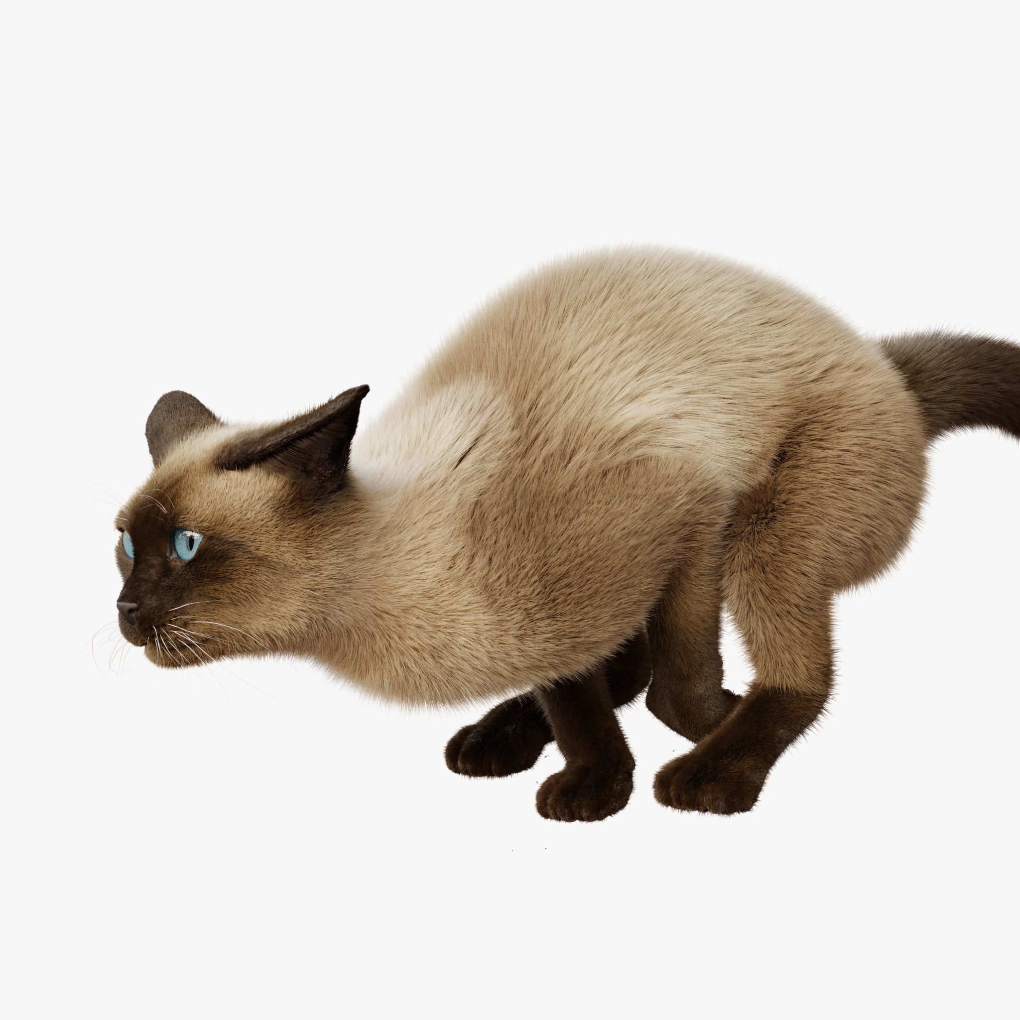 Cat Siamese Rigged Animated 3D model_6