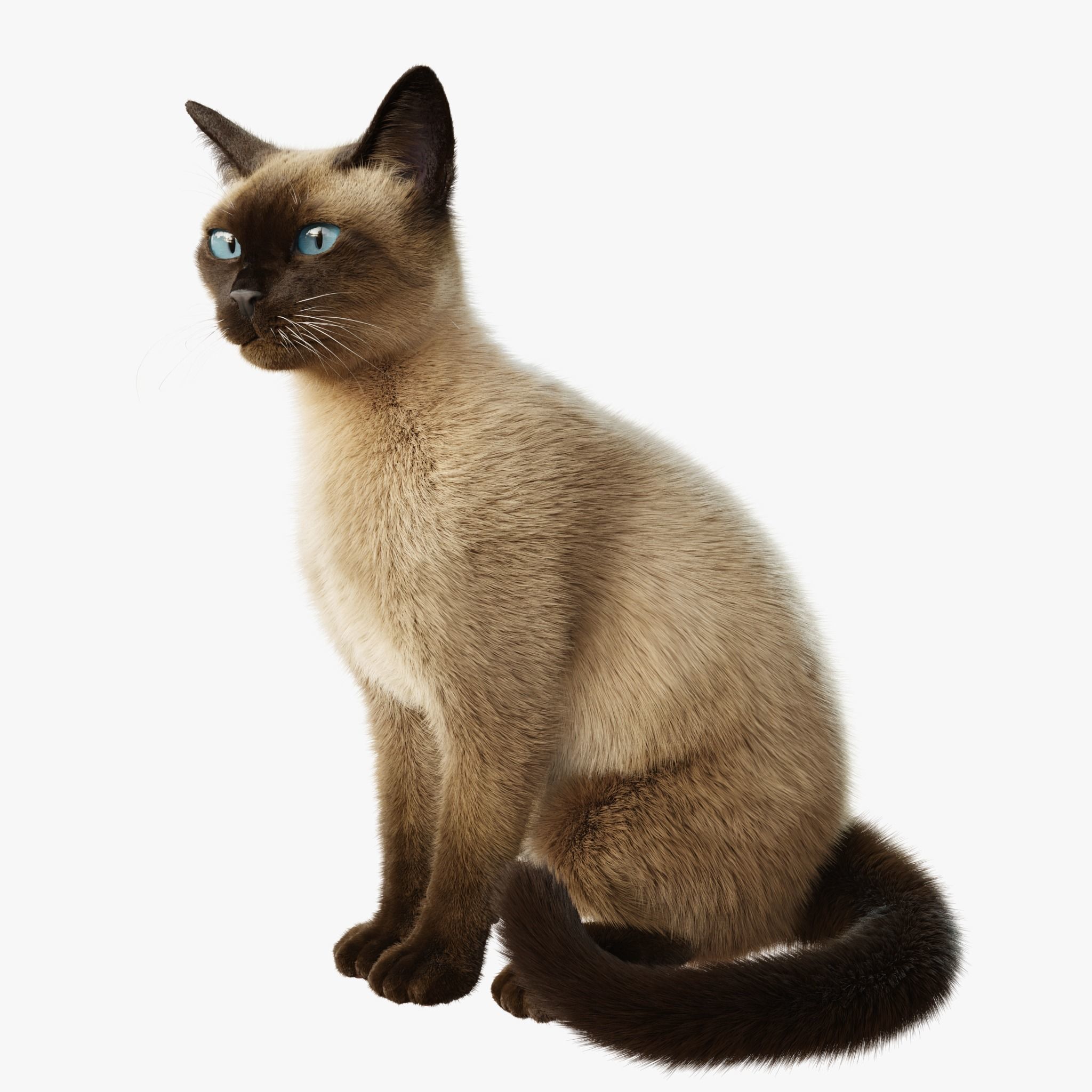 Cat Siamese Rigged Animated 3D model_2