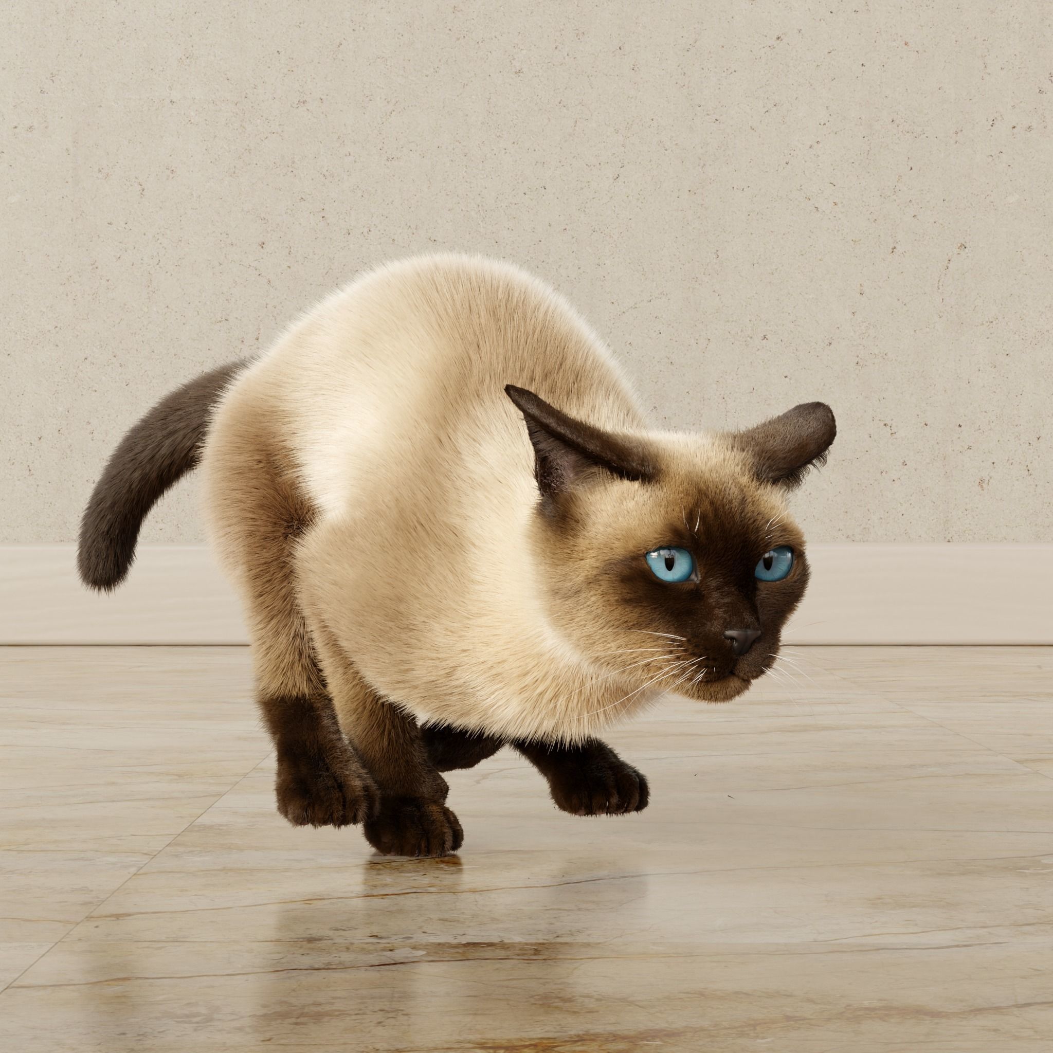 Cat Siamese Rigged Animated 3D model_16