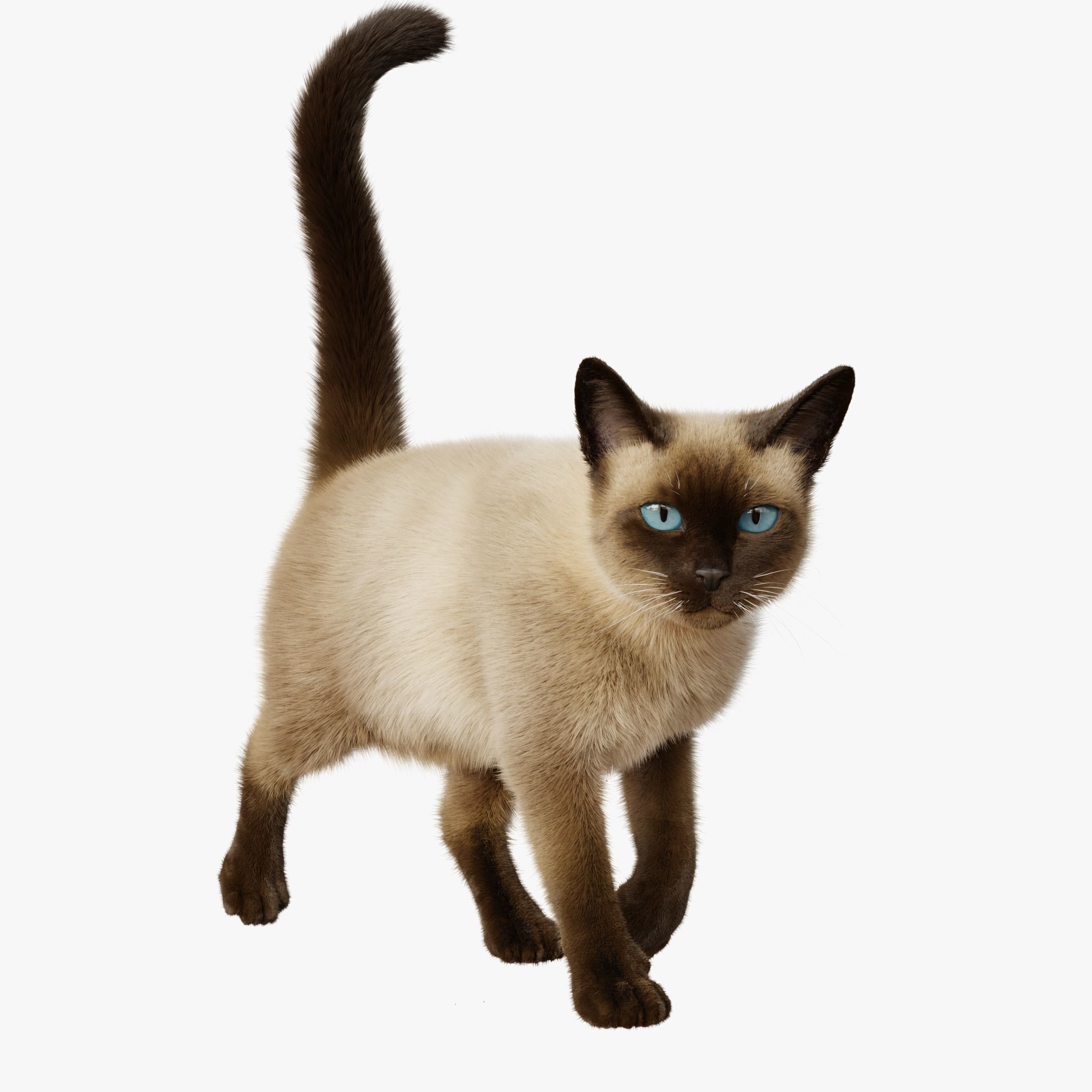 Cat Siamese Rigged Animated 3D model_4