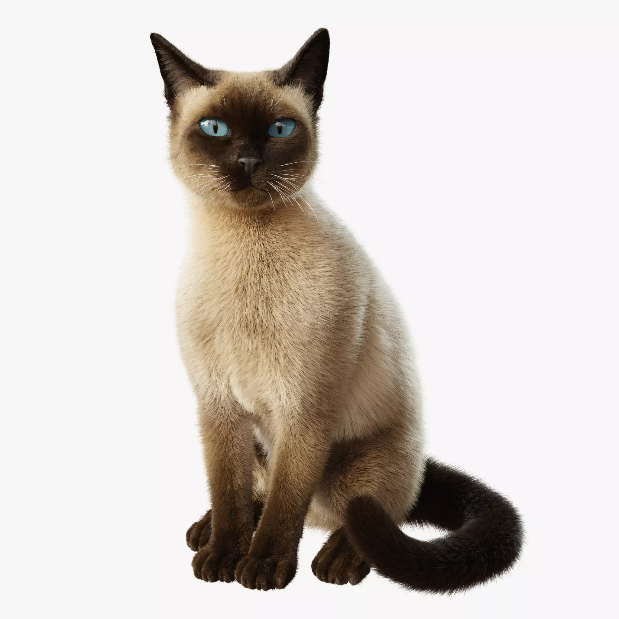 Cat Siamese Rigged Animated 3D model_0