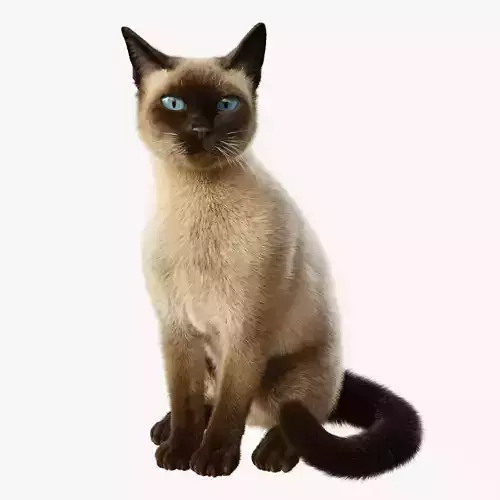 Cat Siamese Rigged Animated 3D model