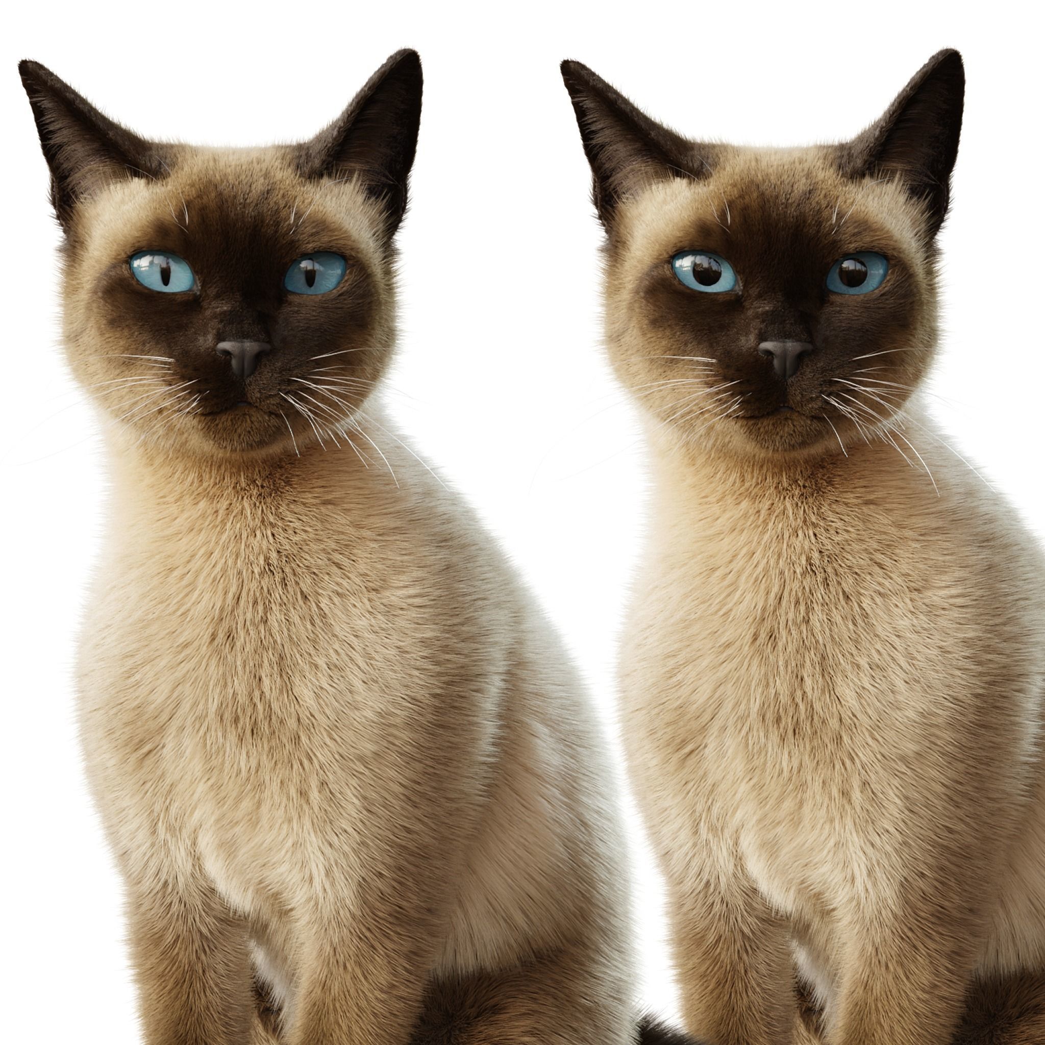 Cat Siamese Rigged Animated 3D model_10