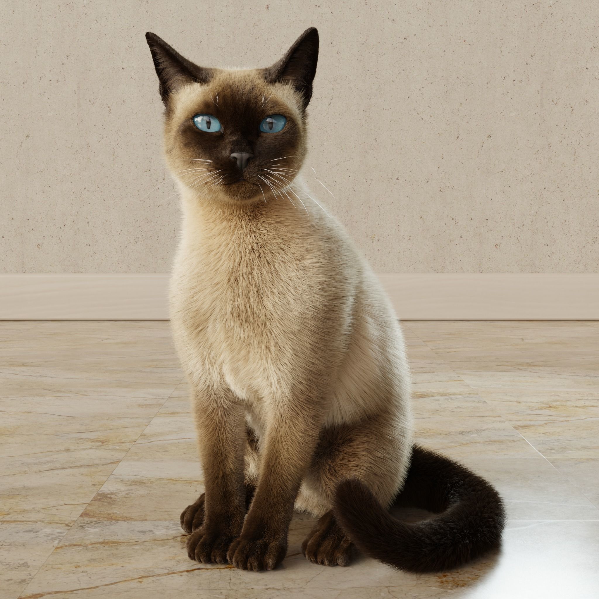Cat Siamese Rigged Animated 3D model_11