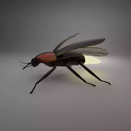fire fly bettle 3d model