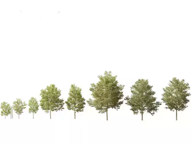 Acer buergerianum - Trident maple 01