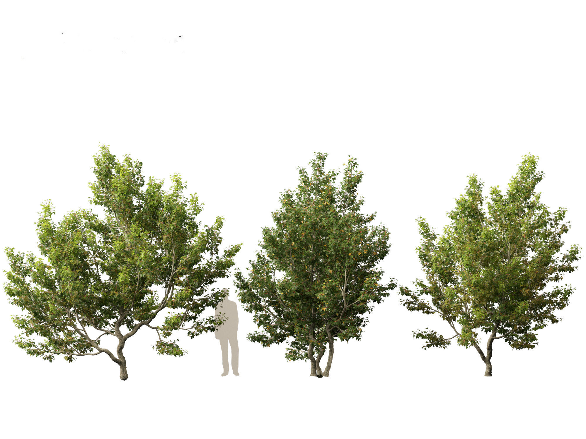 Acer campestre - Hedge maple 02 3D model_3