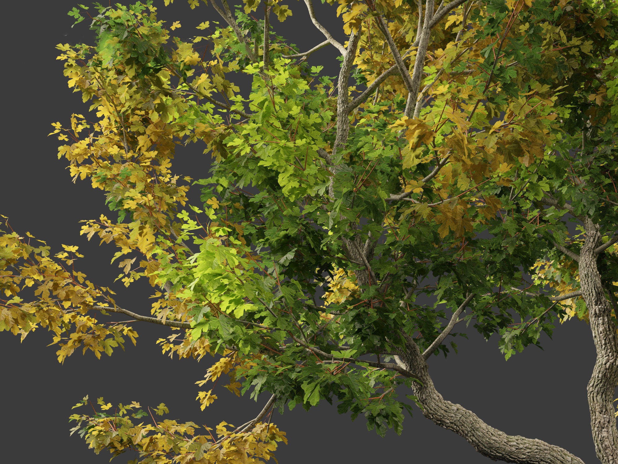Acer campestre - Hedge maple 02 3D model_8