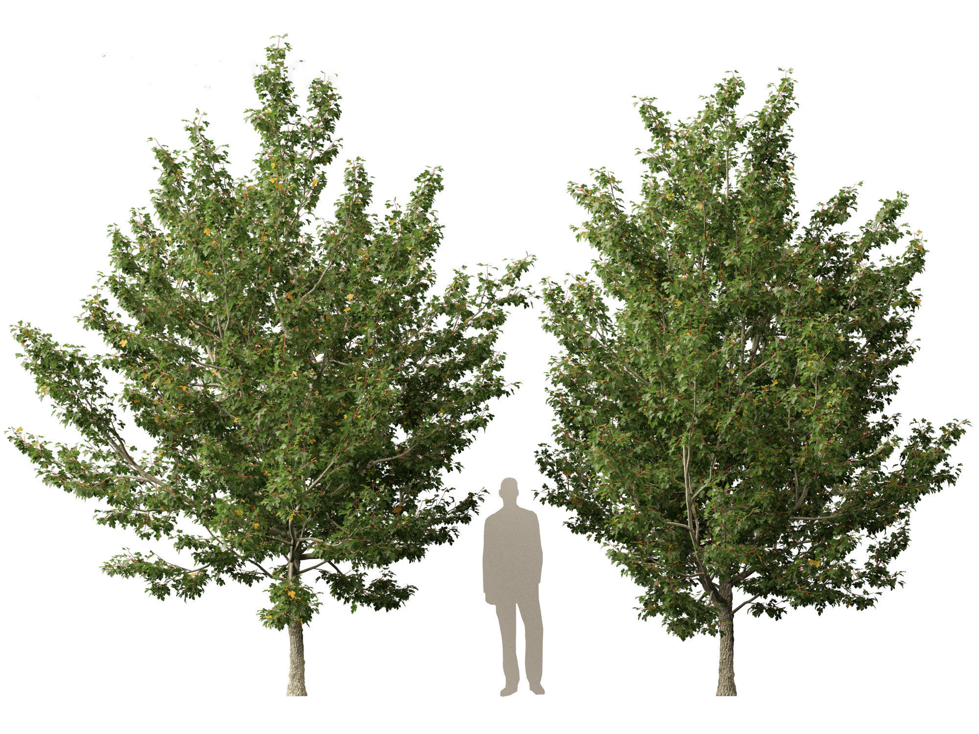 Acer campestre - Hedge maple 02 3D model_10