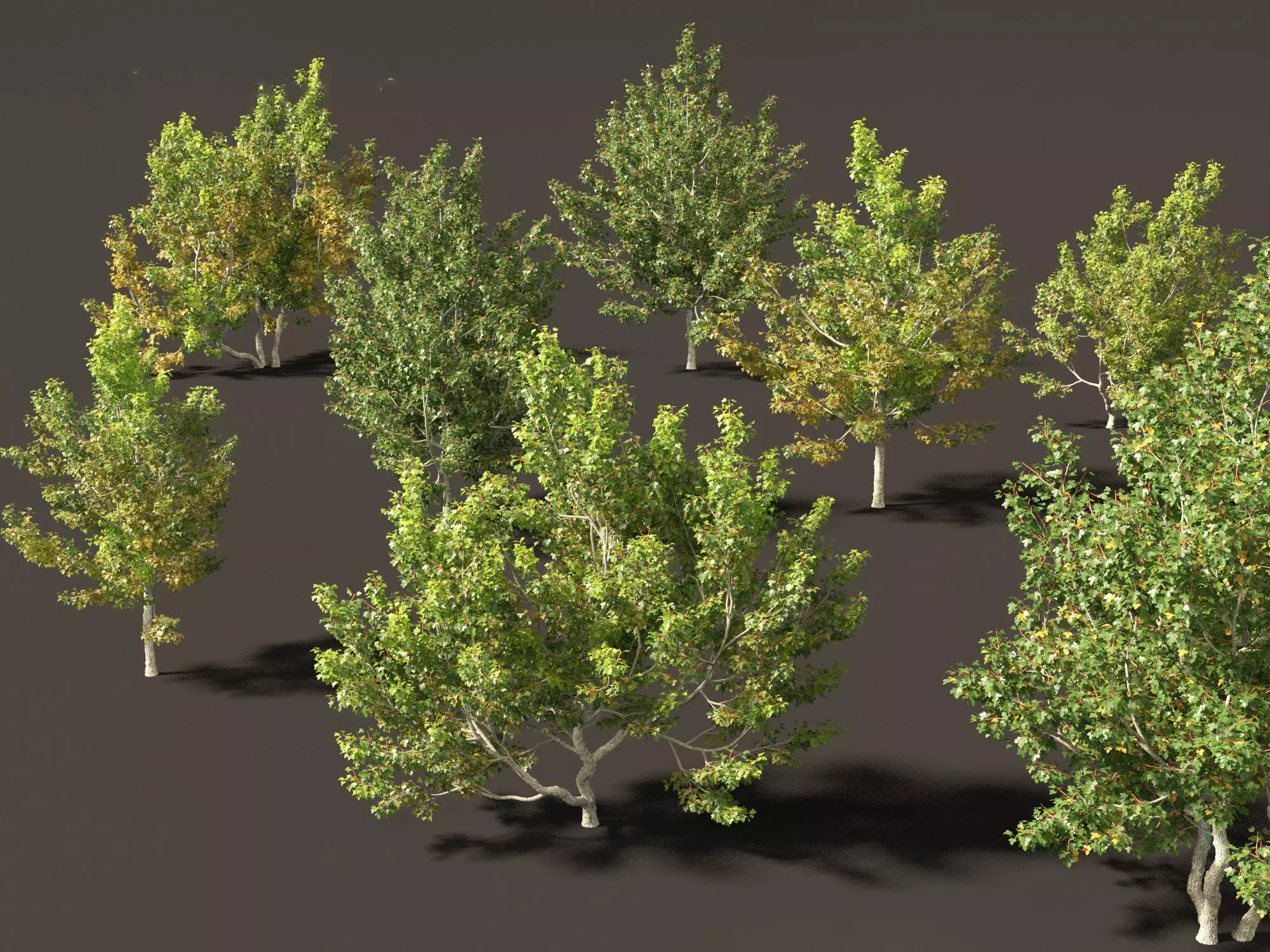 Acer campestre - Hedge maple 02 3D model_0