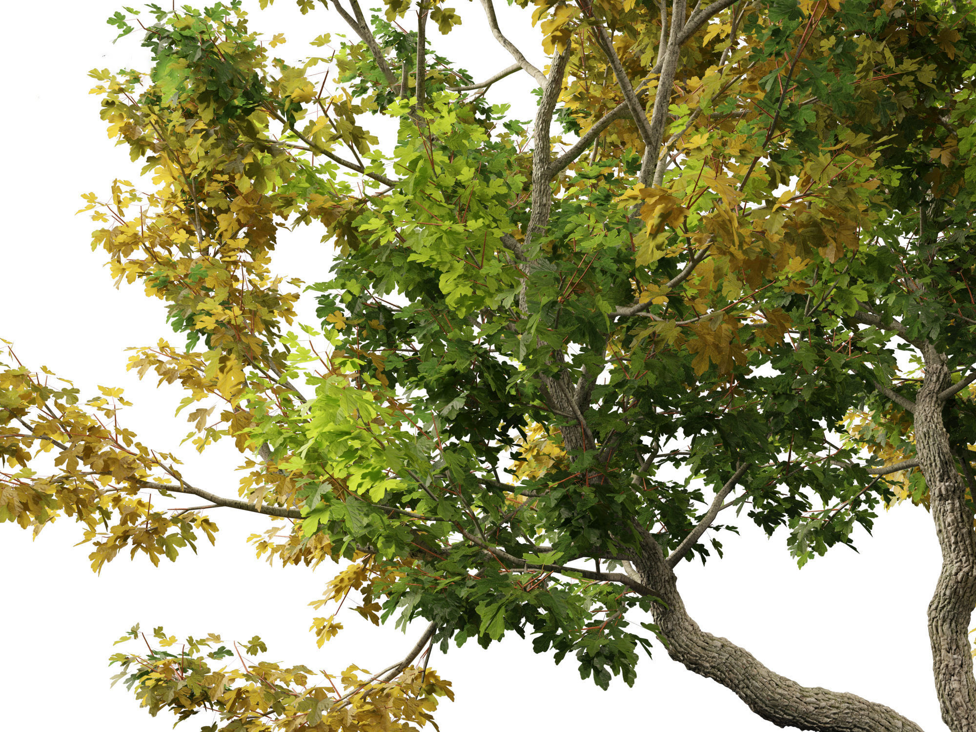 Acer campestre - Hedge maple 02 3D model_7