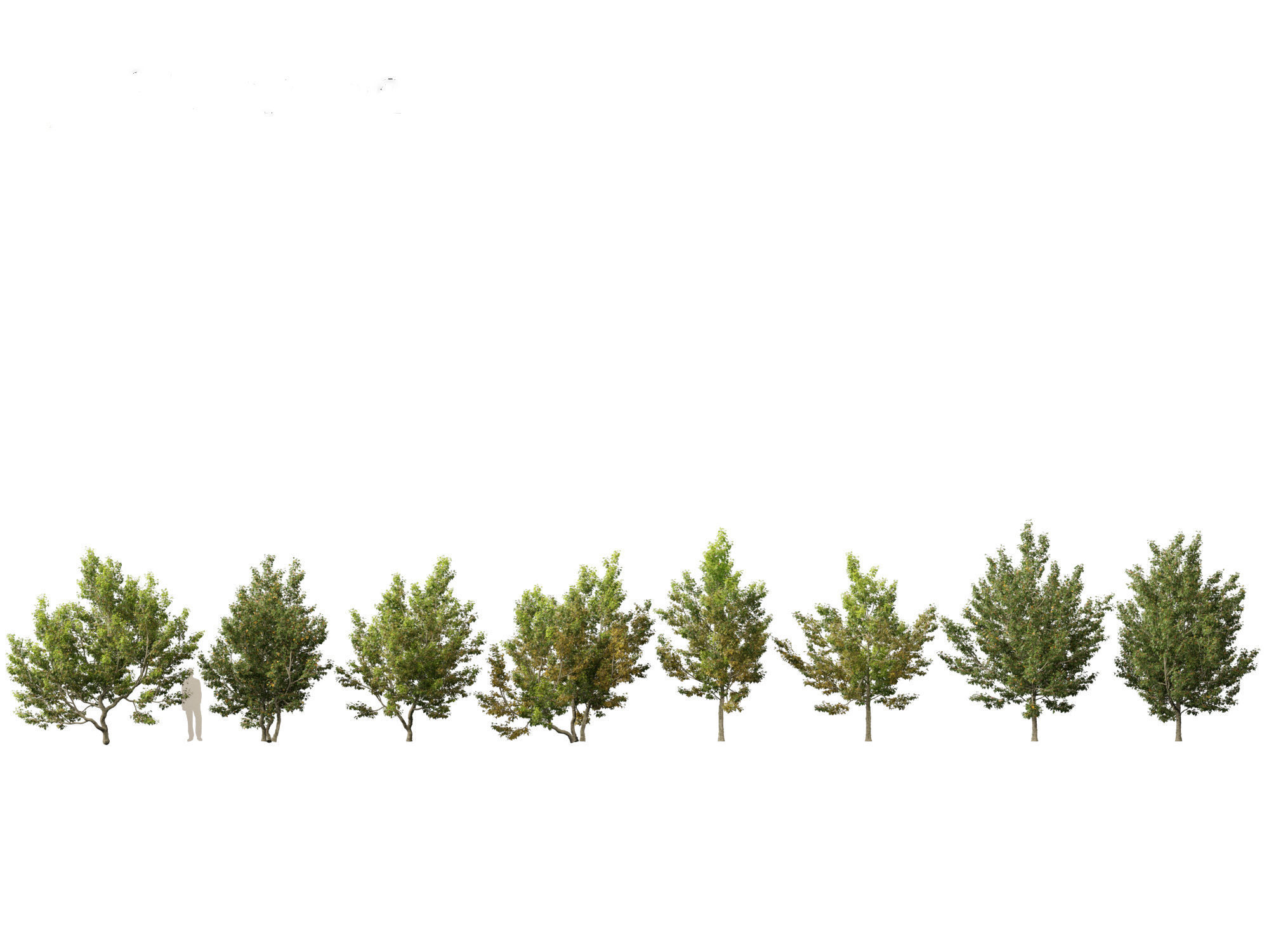 Acer campestre - Hedge maple 02 3D model_6