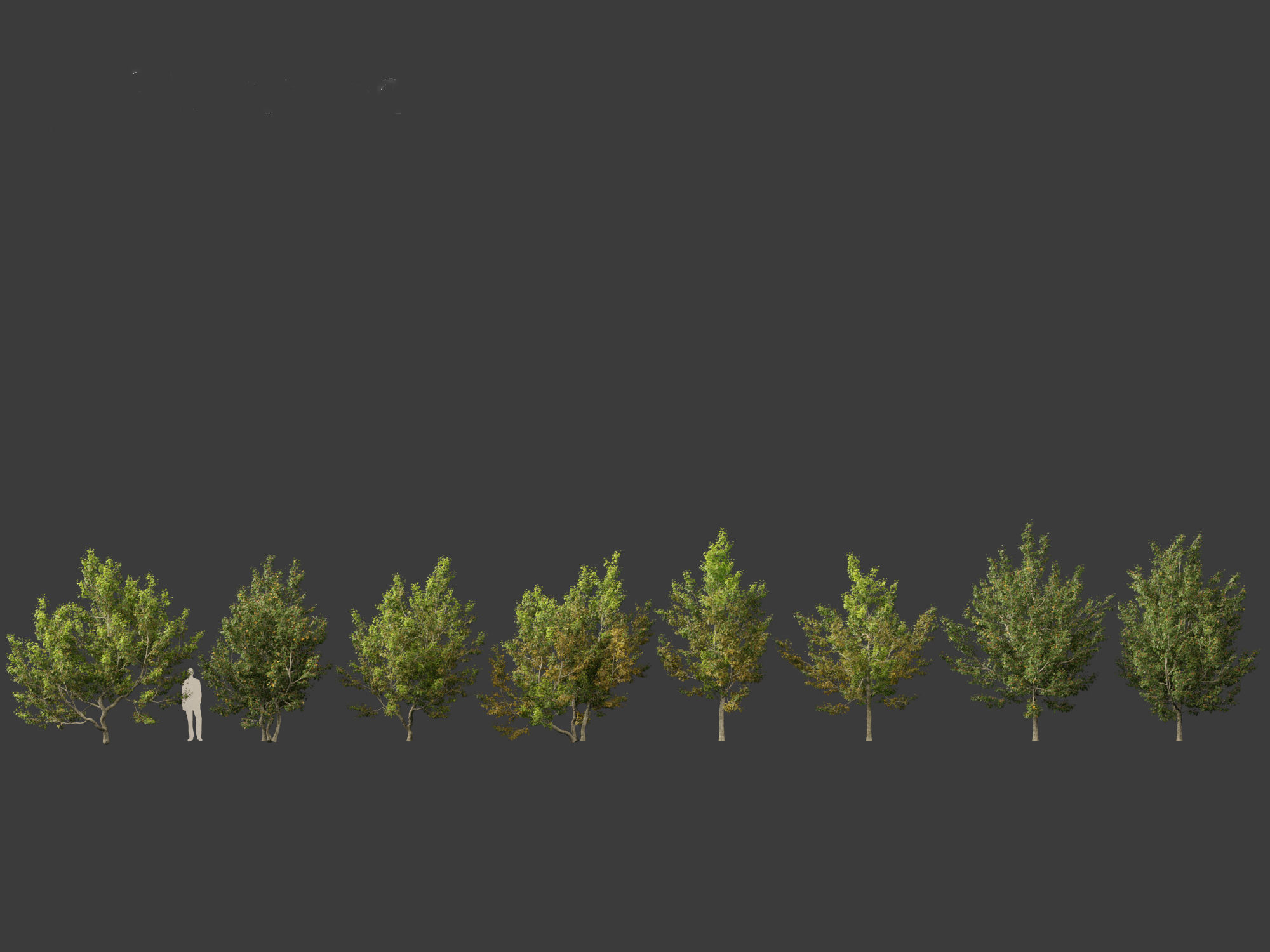 Acer campestre - Hedge maple 02 3D model_1
