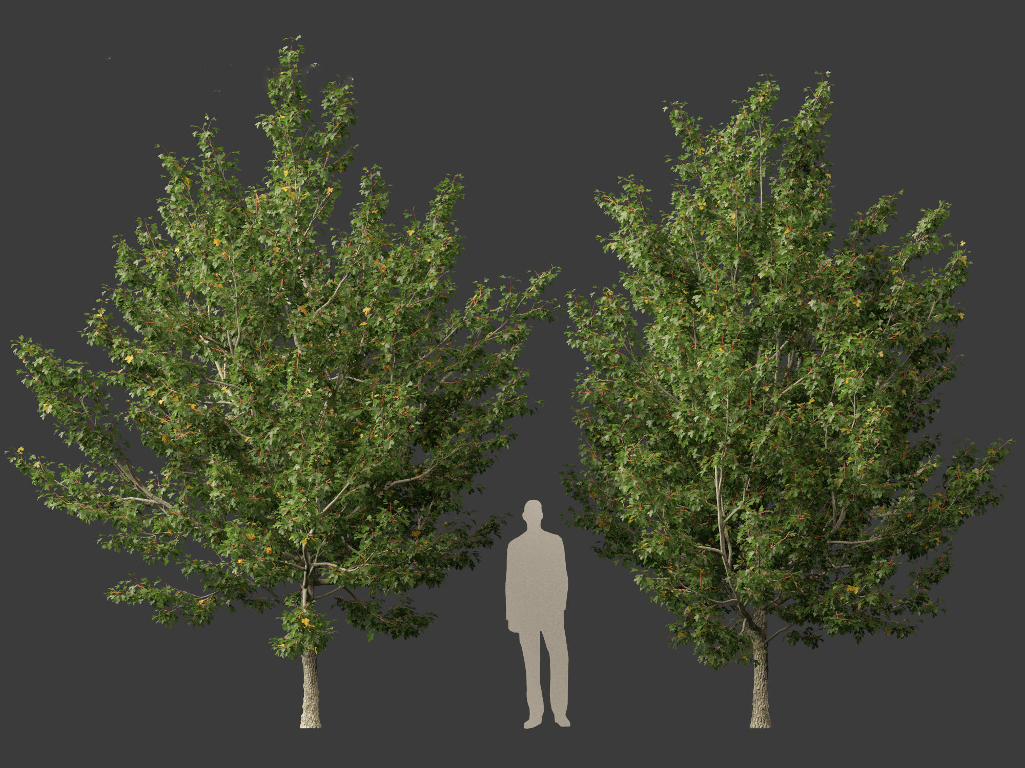 Acer campestre - Hedge maple 02 3D model_9