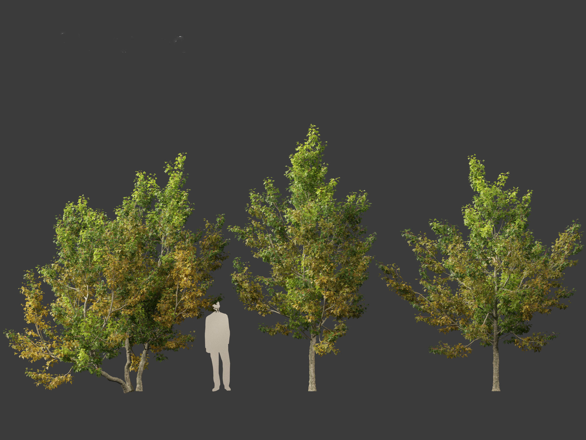 Acer campestre - Hedge maple 02 3D model_5