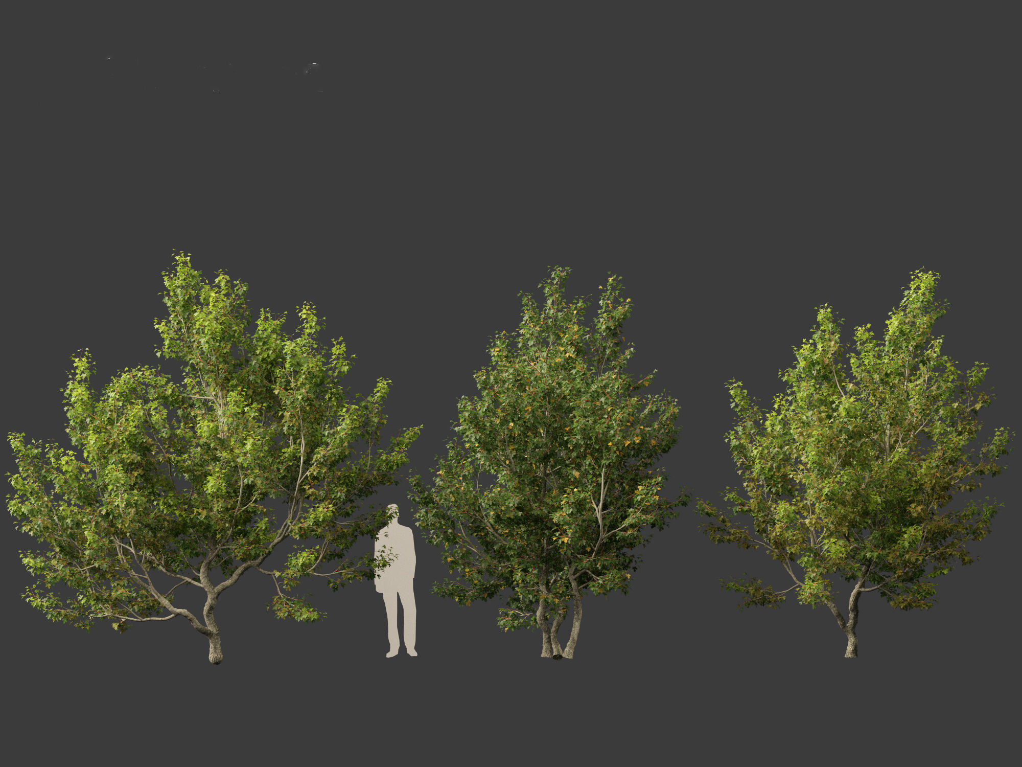 Acer campestre - Hedge maple 02 3D model_2