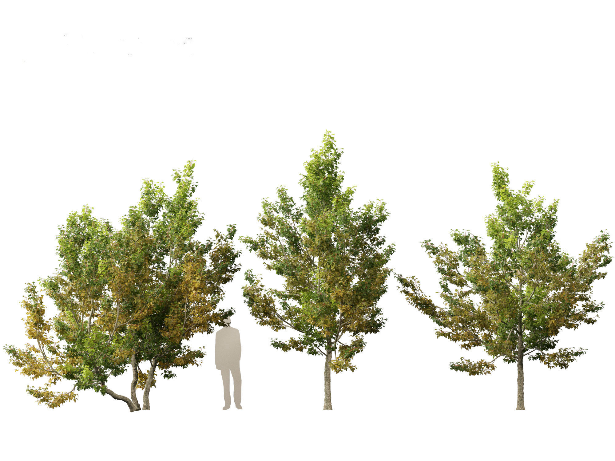 Acer campestre - Hedge maple 02 3D model_4