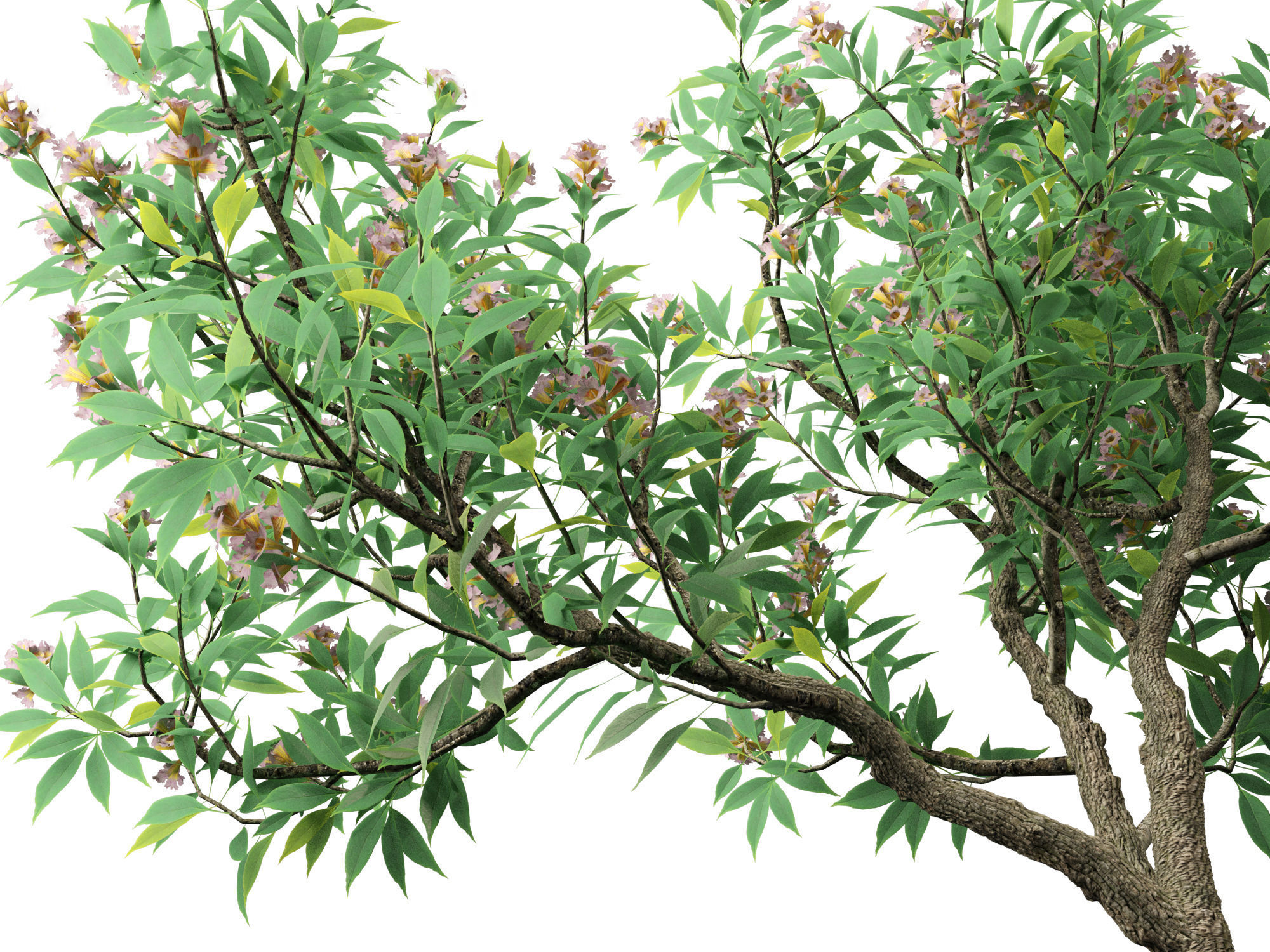 Chitalpa tashkentensis - Pink Dawn Chitalpa 01 3D model_9