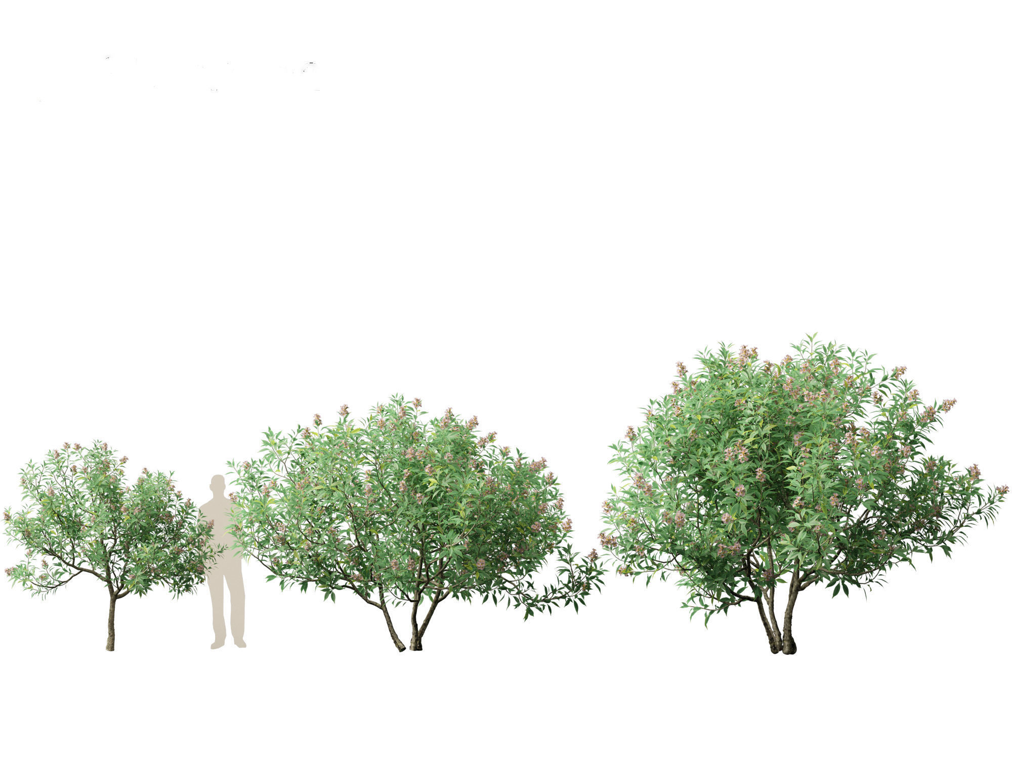 Chitalpa tashkentensis - Pink Dawn Chitalpa 01 3D model_4