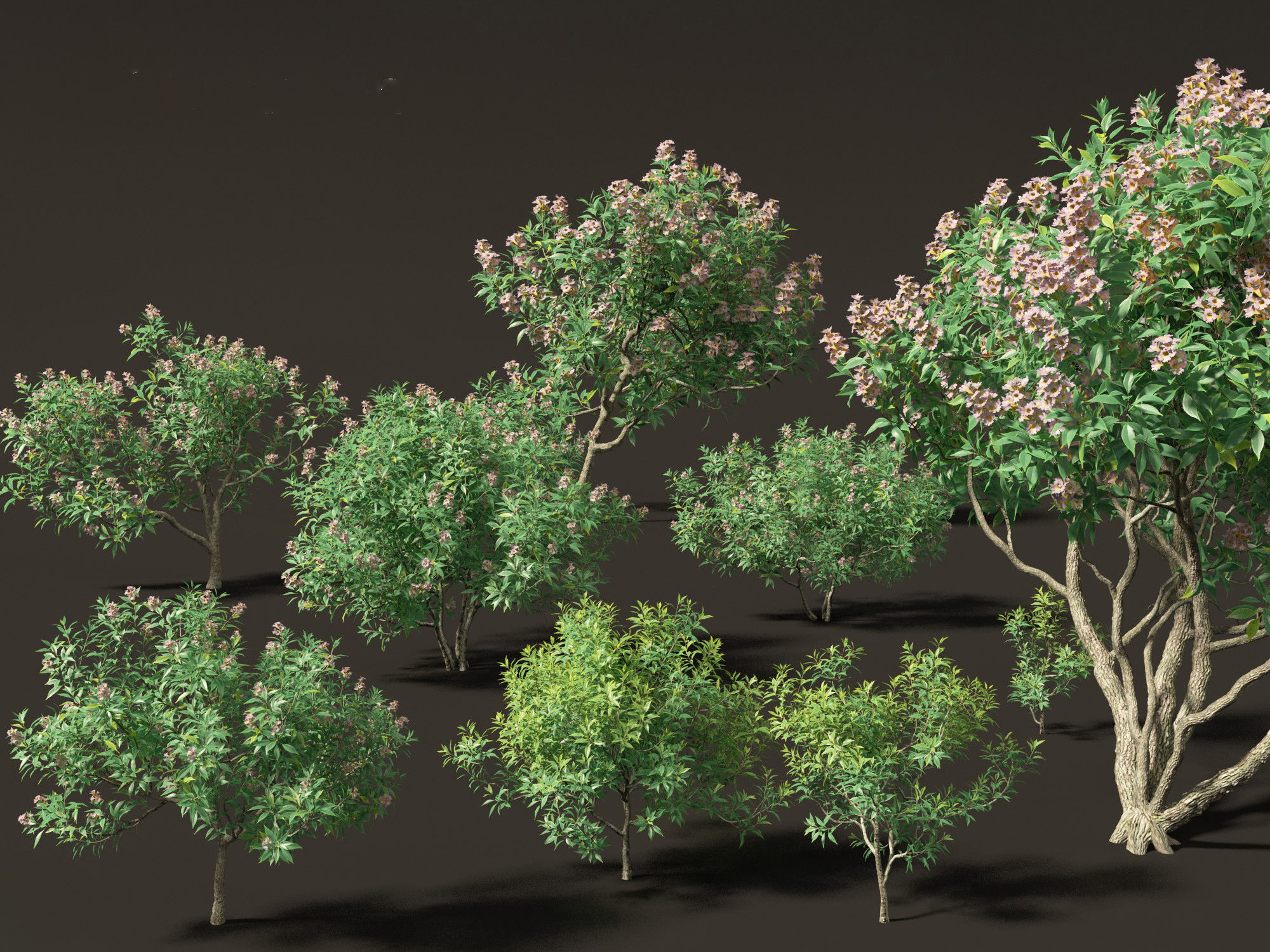 Chitalpa tashkentensis - Pink Dawn Chitalpa 01 3D model_10