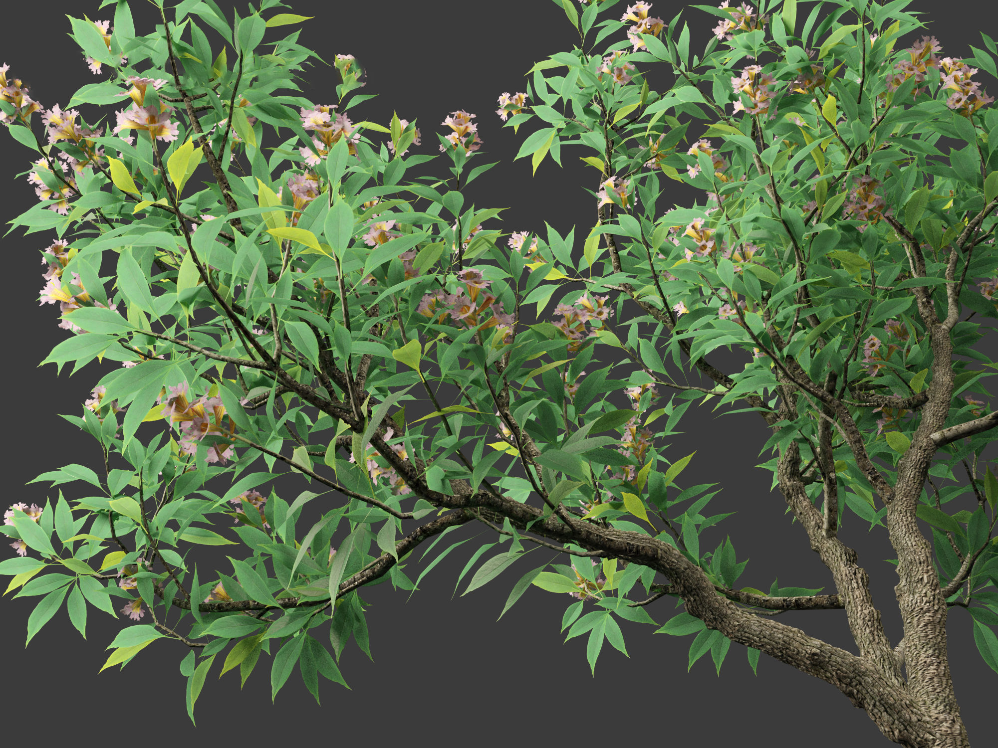 Chitalpa tashkentensis - Pink Dawn Chitalpa 01 3D model_8