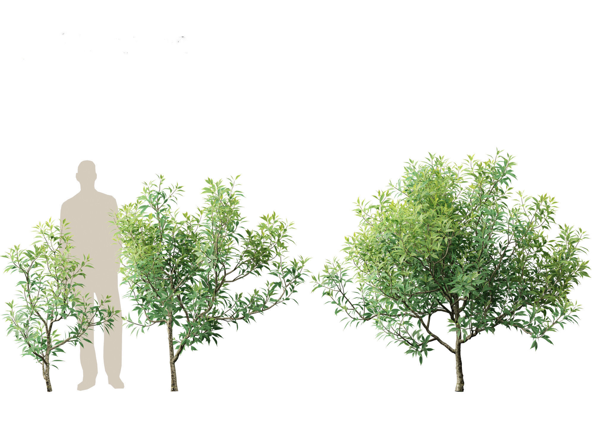 Chitalpa tashkentensis - Pink Dawn Chitalpa 01 3D model_7