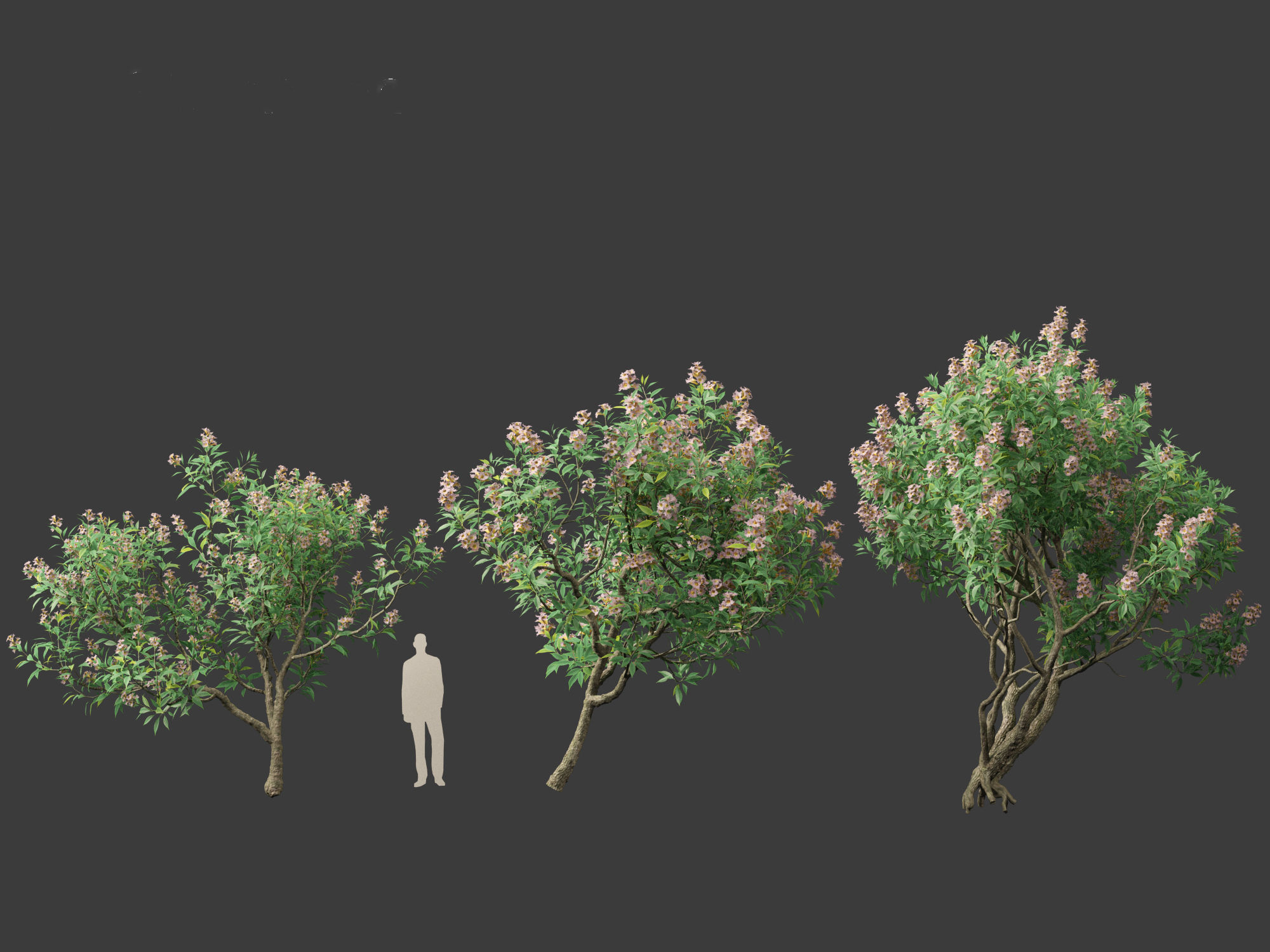 Chitalpa tashkentensis - Pink Dawn Chitalpa 01 3D model_5