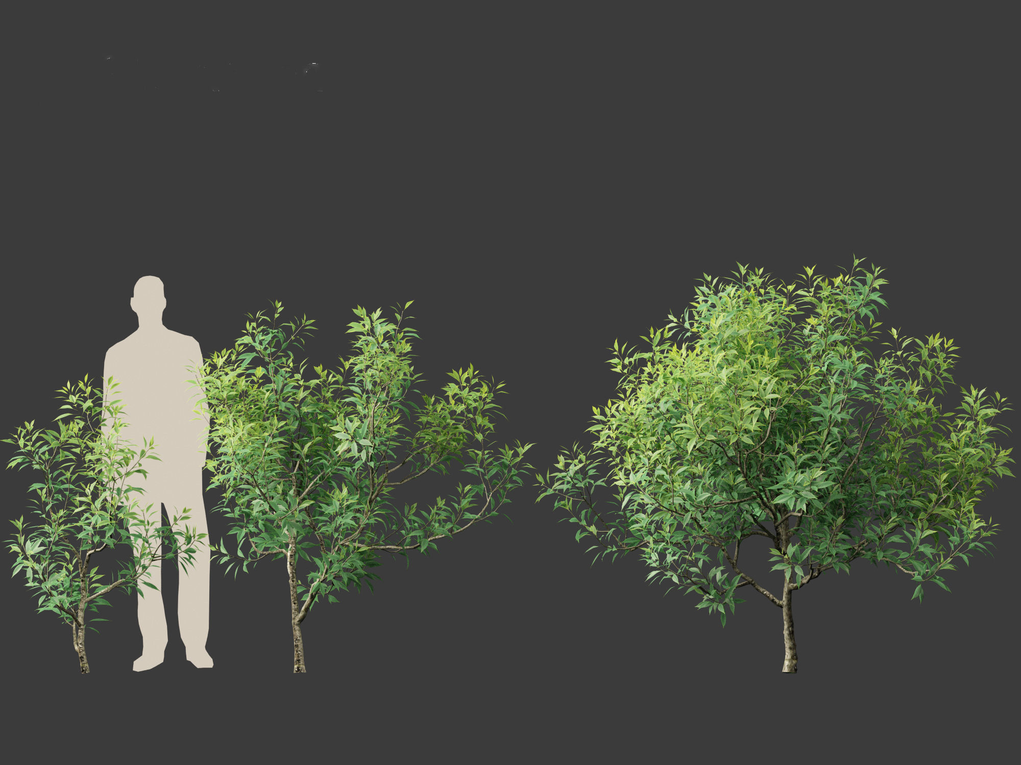 Chitalpa tashkentensis - Pink Dawn Chitalpa 01 3D model_3