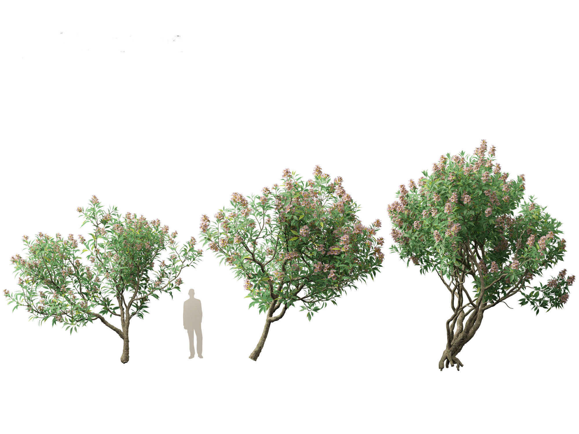 Chitalpa tashkentensis - Pink Dawn Chitalpa 01 3D model_2