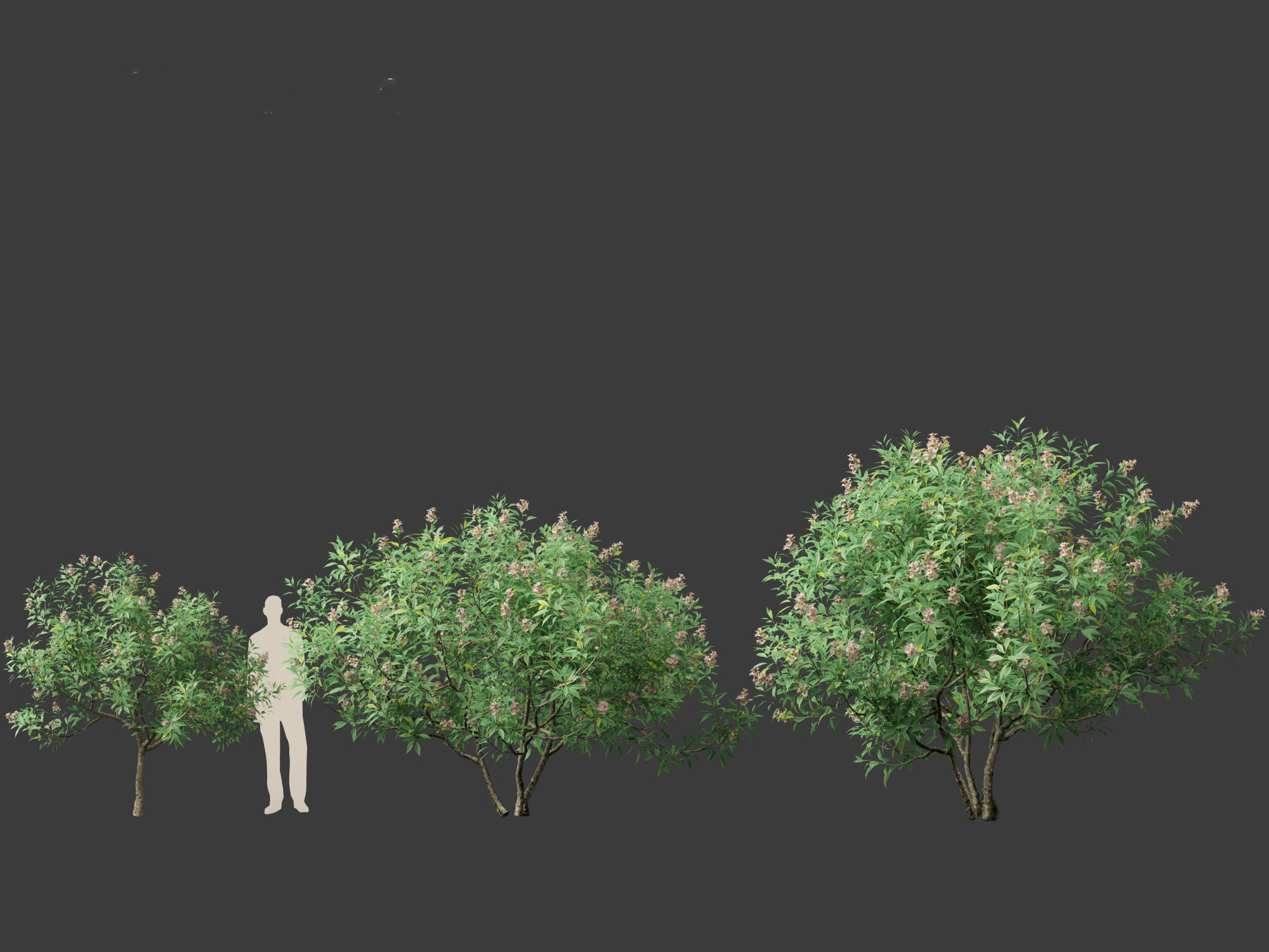 Chitalpa tashkentensis - Pink Dawn Chitalpa 01 3D model_6