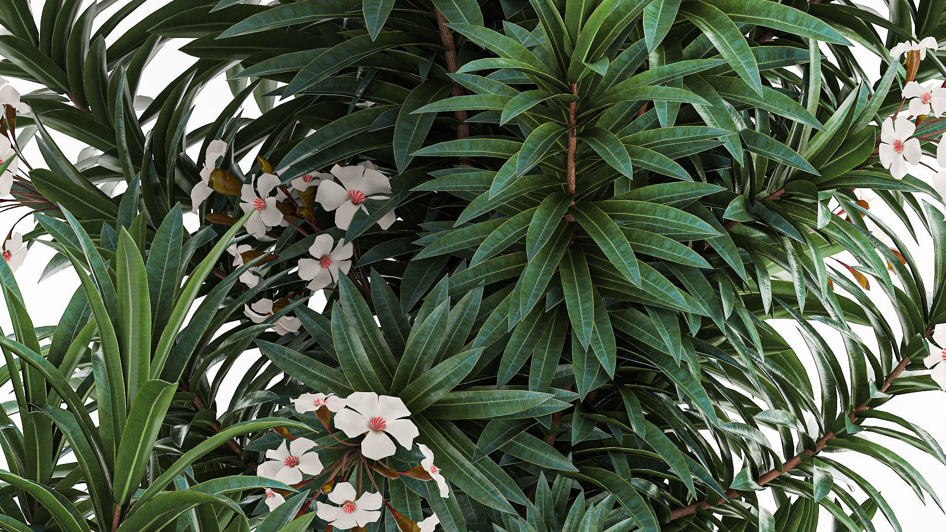 Beautiful plant white Nerium oleander flowers in pots 1366 3D model_5