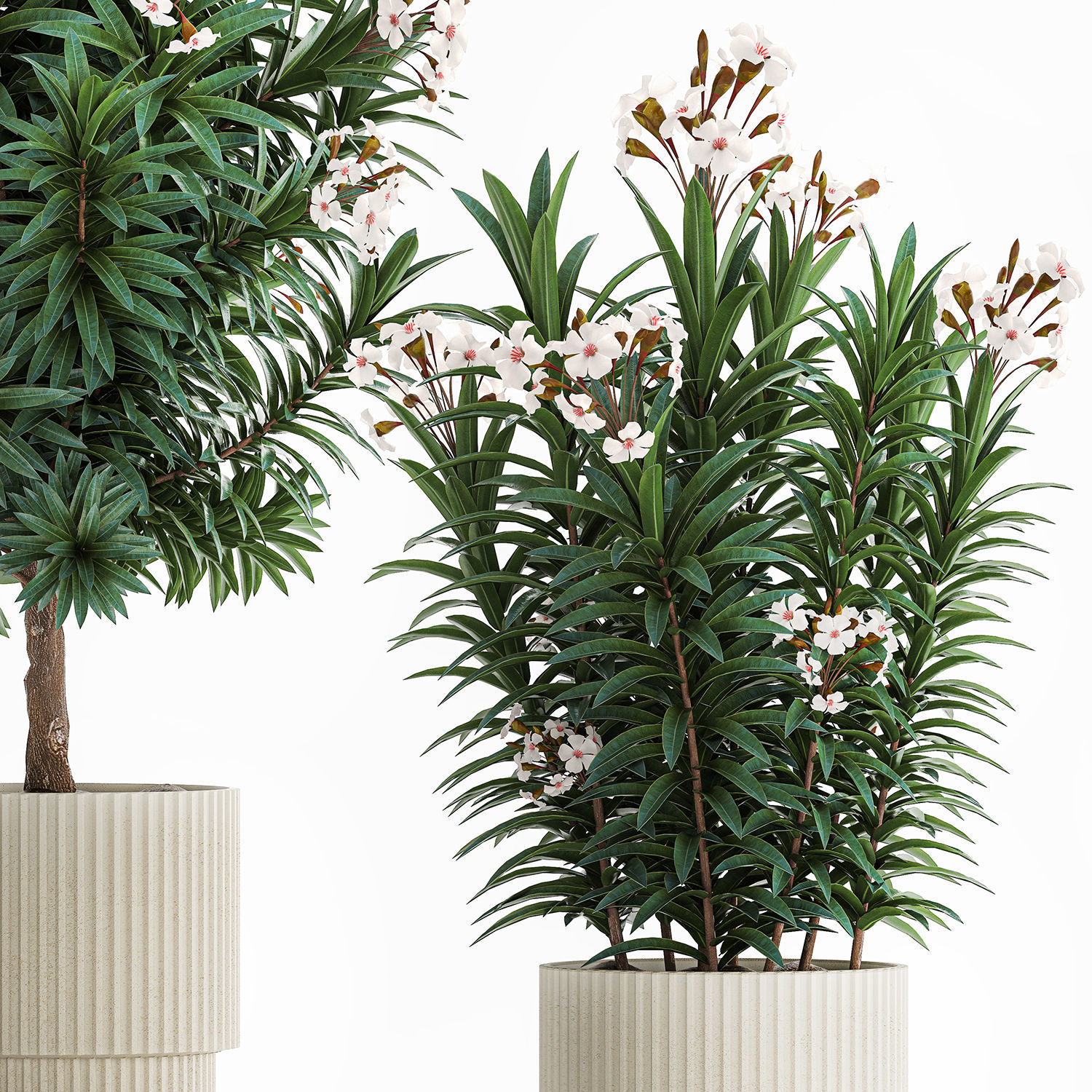 Beautiful plant white Nerium oleander flowers in pots 1366 3D model_10